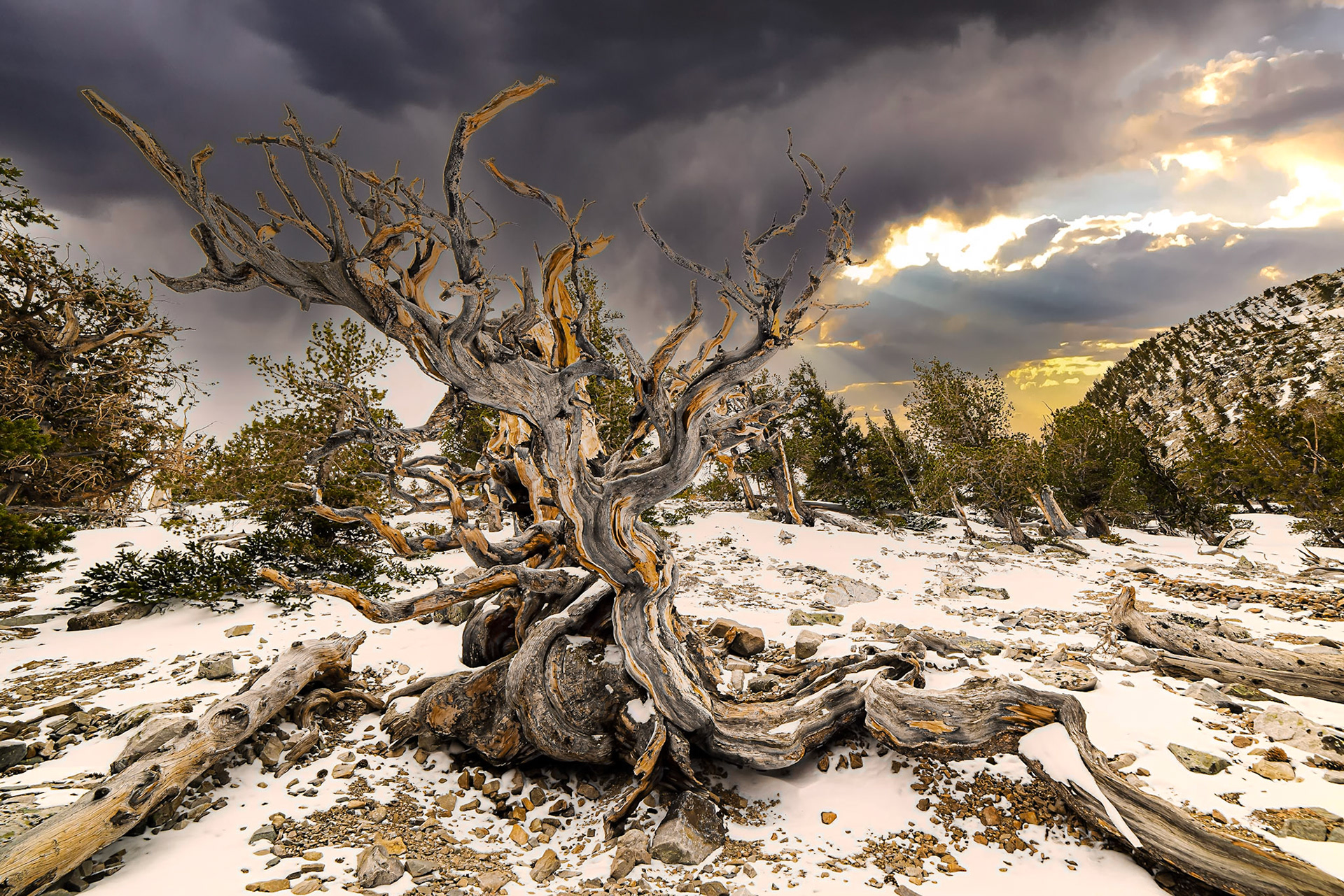 Bristlecone Storm, Great Basin NP