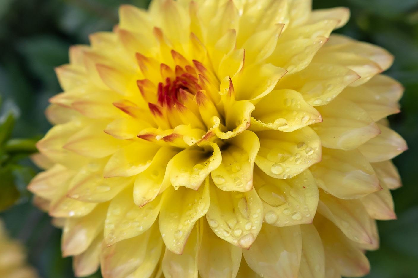 A Dewey Dahlia