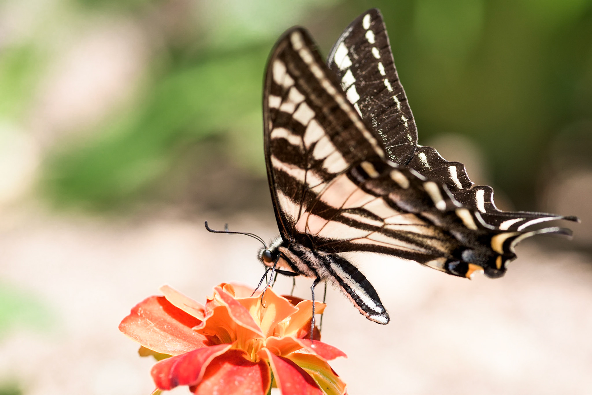 Butterfly Business