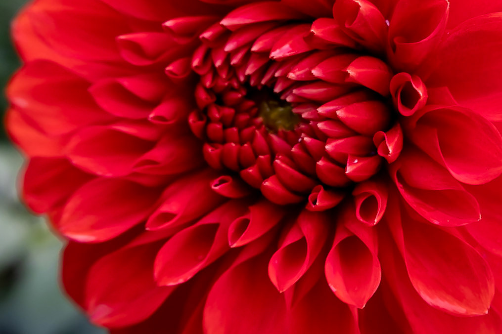 Red Dahlia