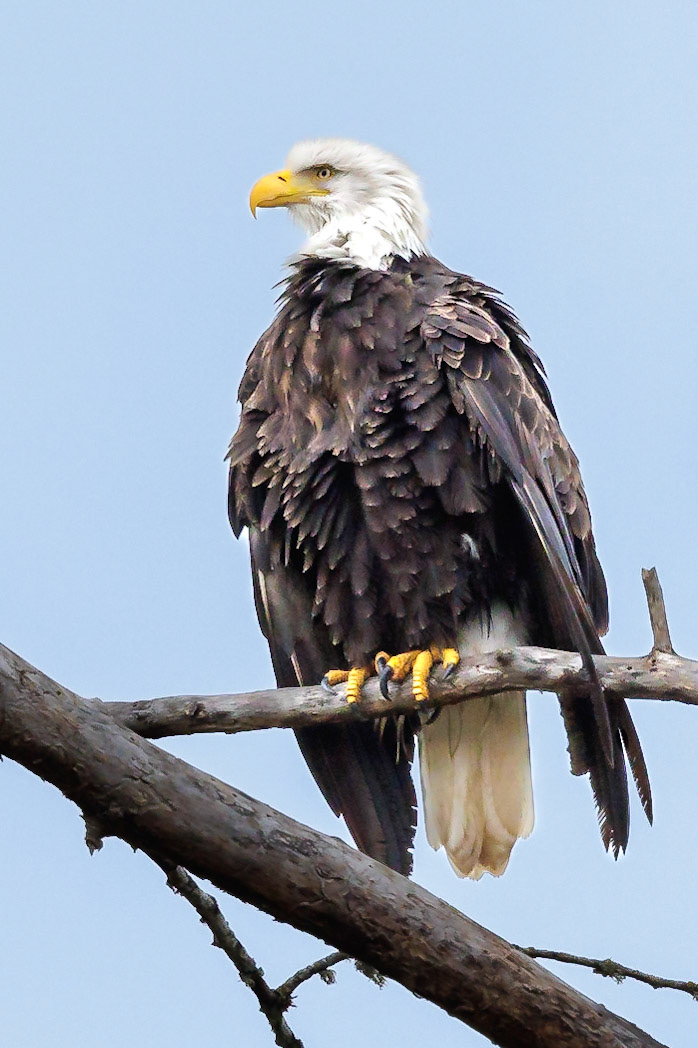 Eagle Drying Out