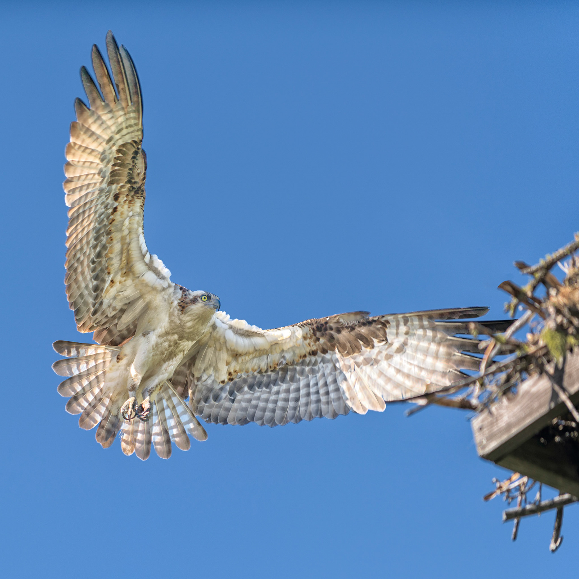 Landing
