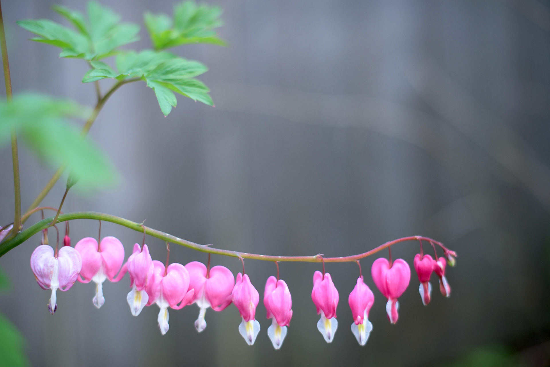 A string of bleeding hearts