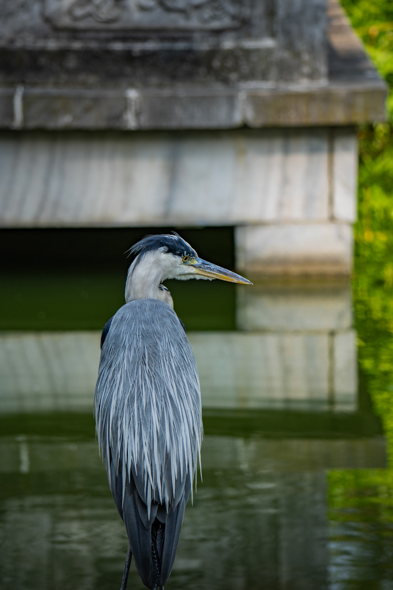 Still und wachsam – ein Moment natürlicher Ruhe.