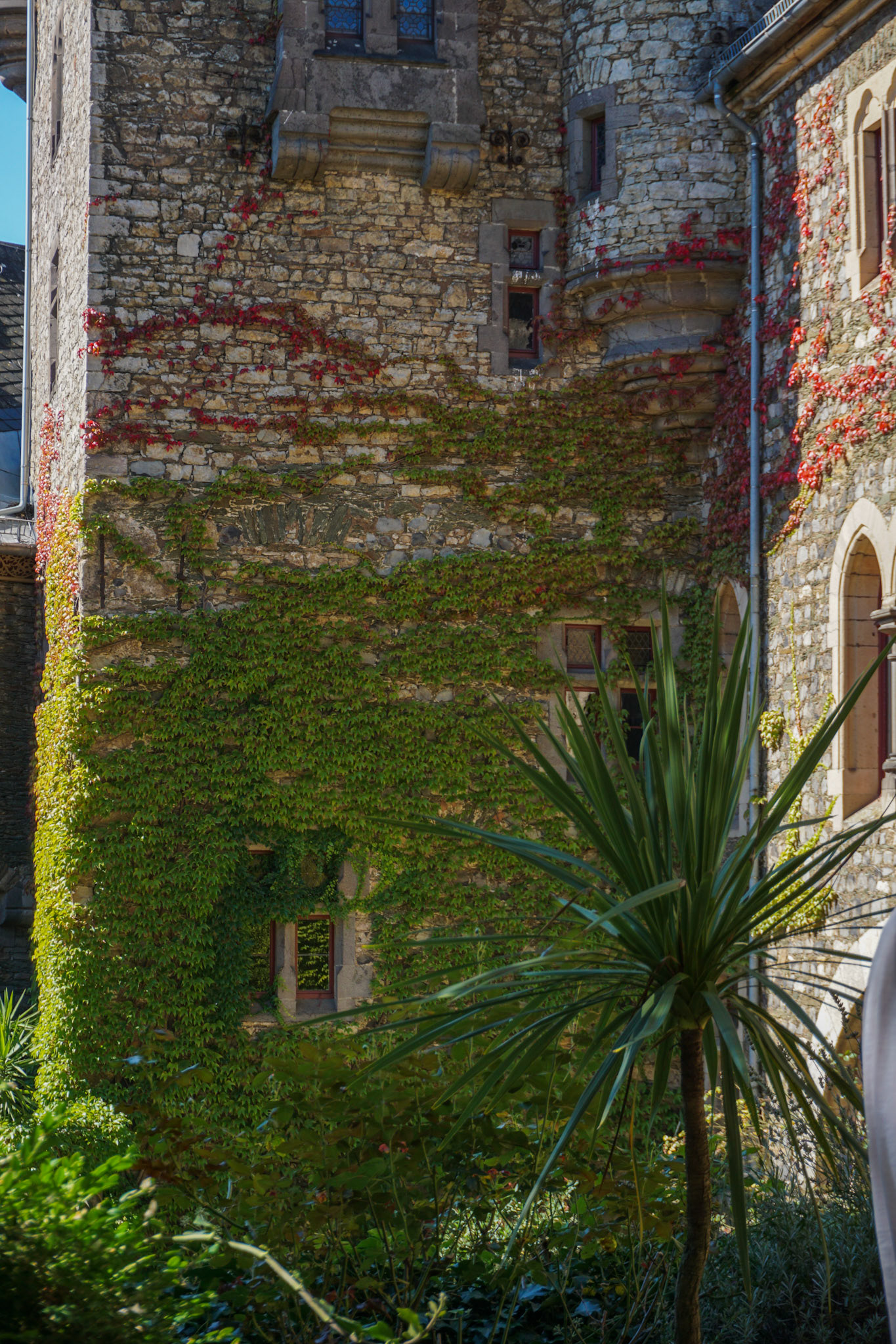 Eine Palmenpflanze im Schlossinnenhof – fast mediterra