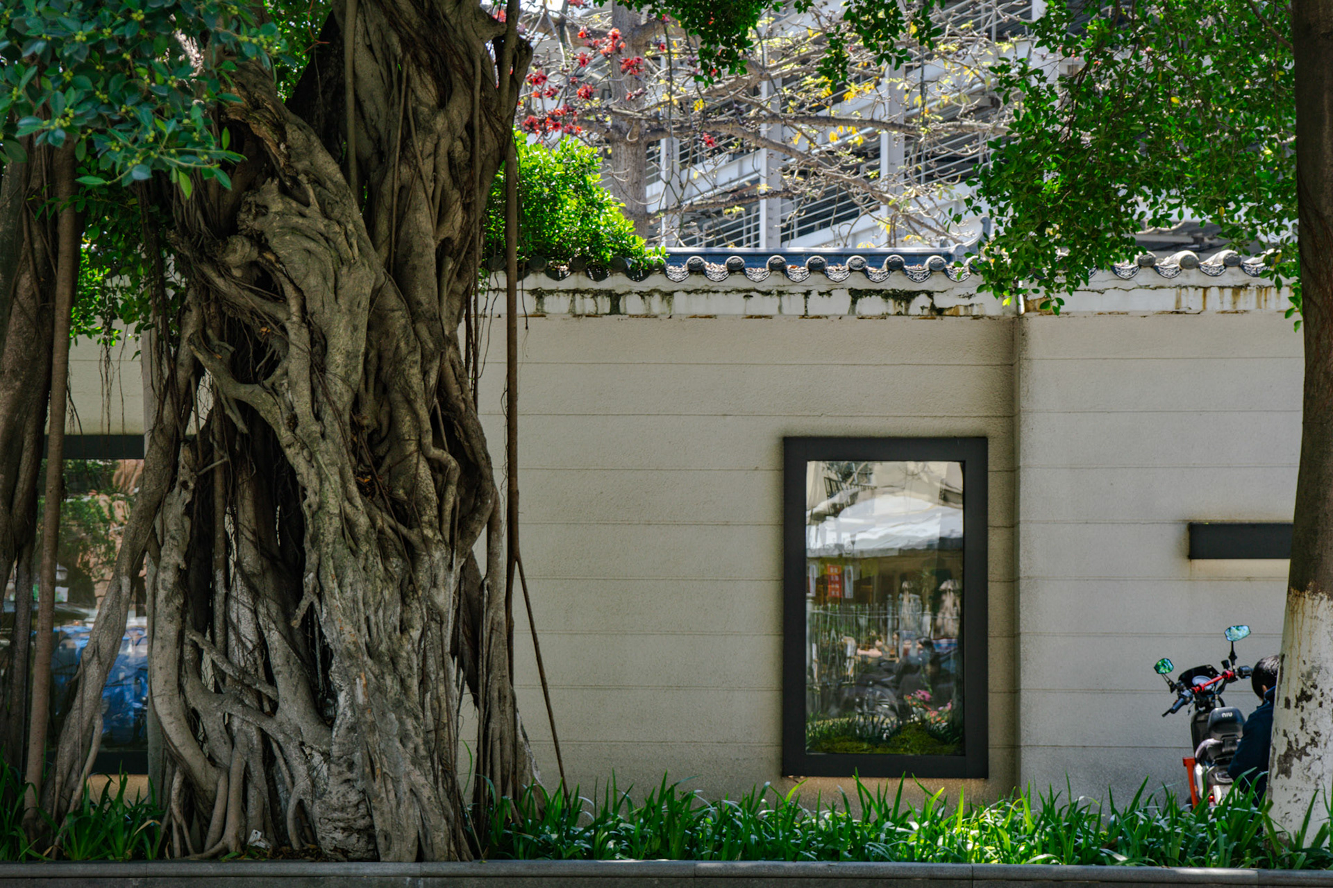 Ein mächtiger Baum drückt sich durch das Pflaster
