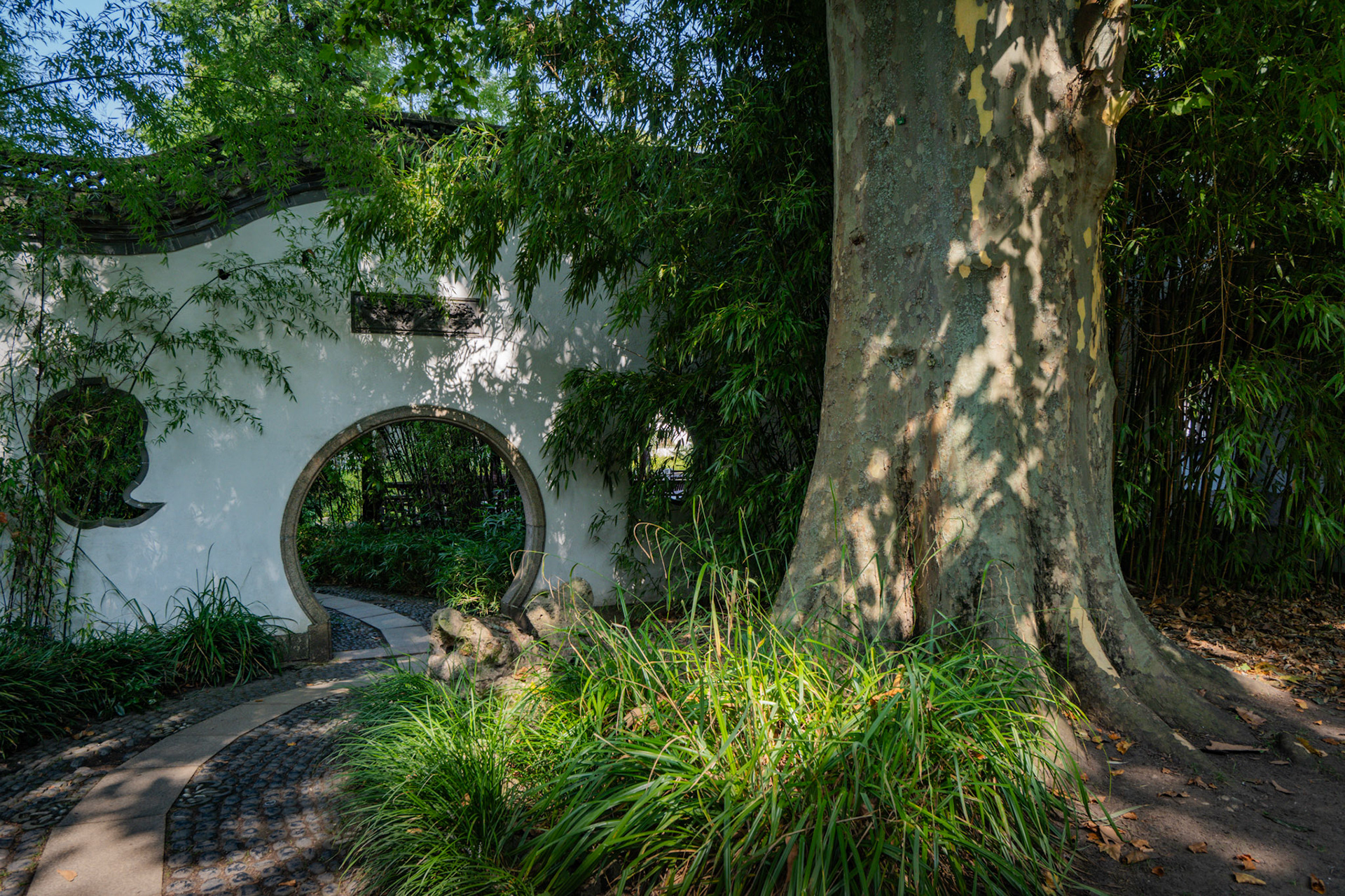 Kraftvoller Stamm zwischen Licht und Stille