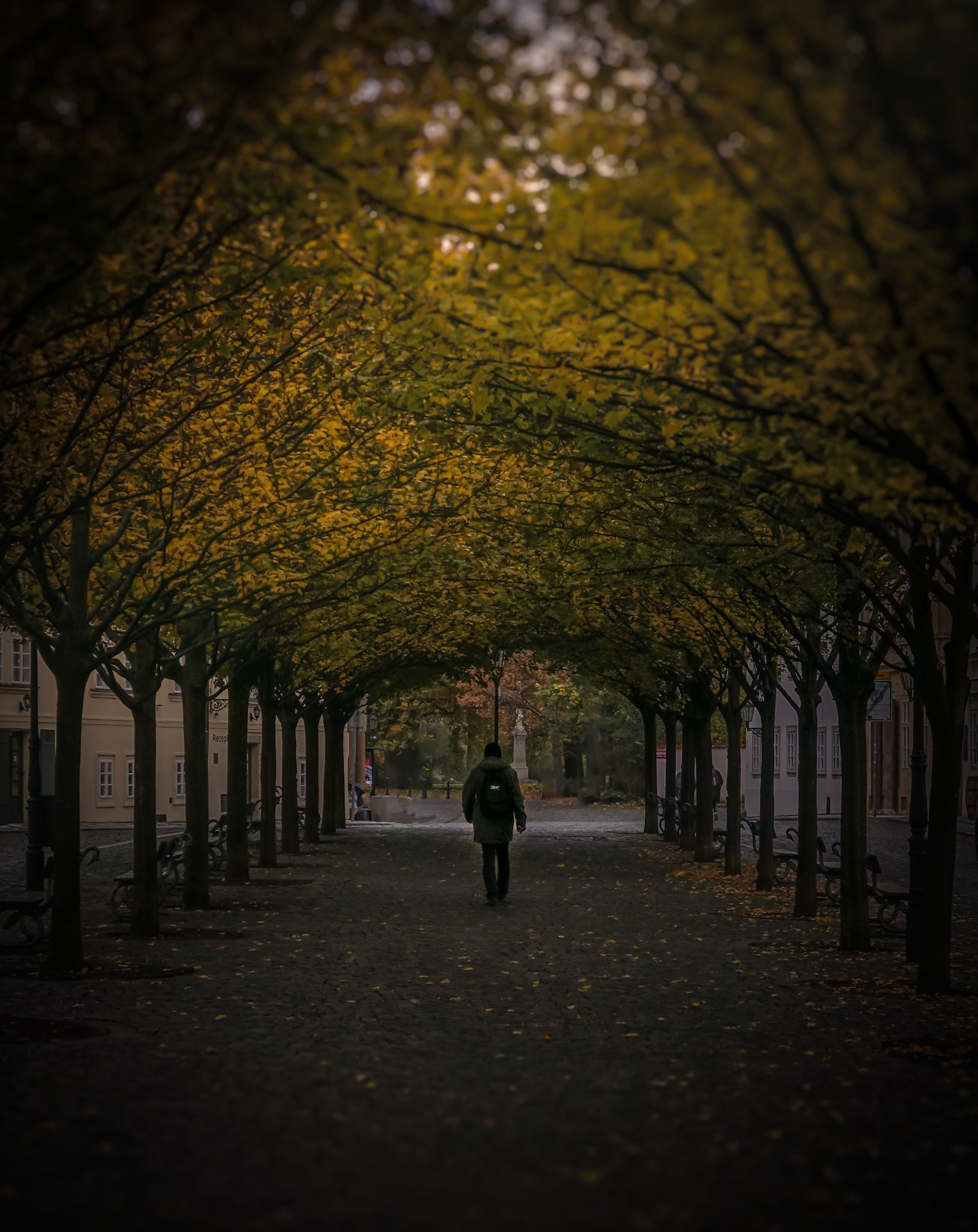 Allein durch den Baumtunnel