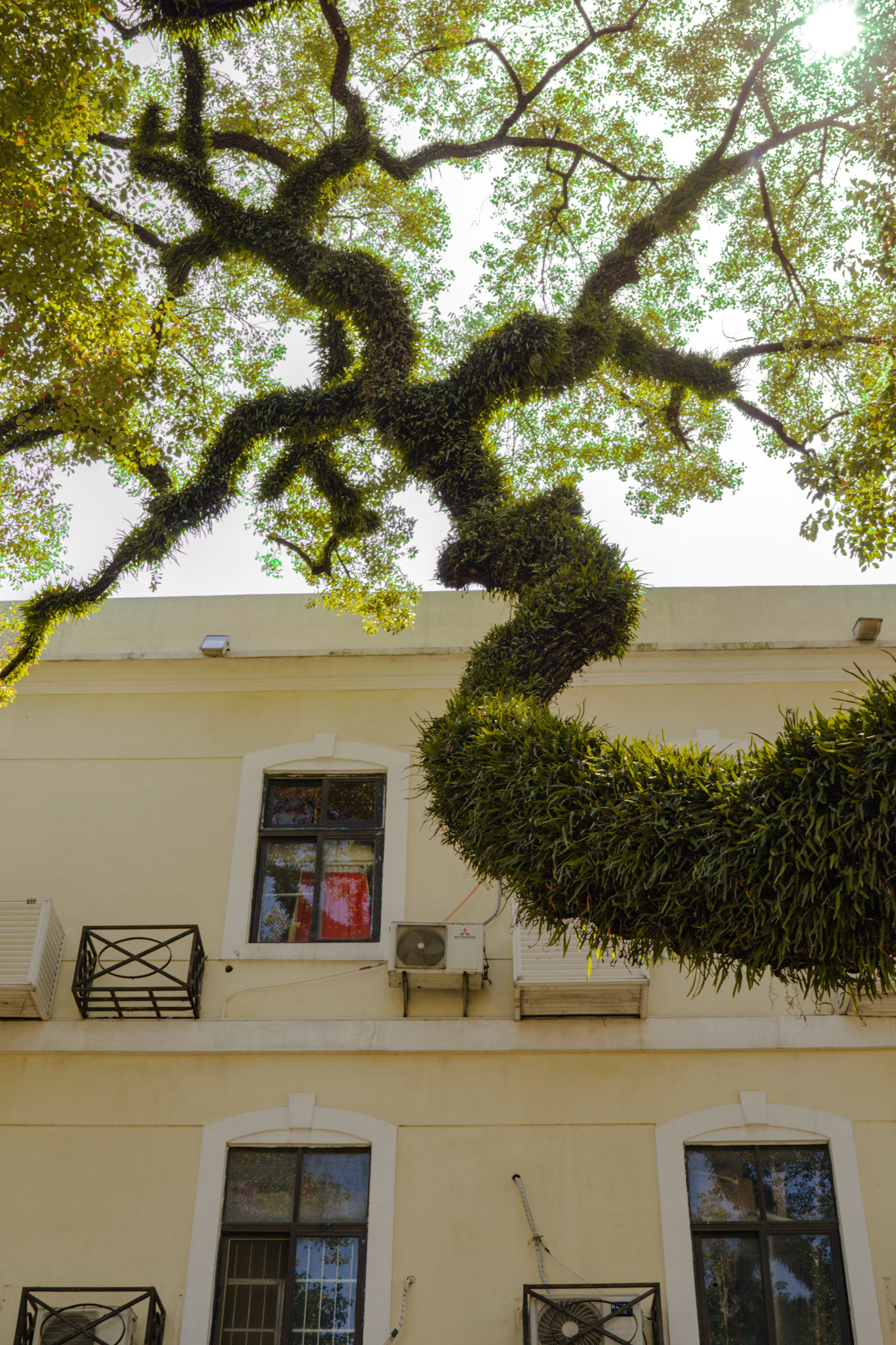 Gelbe Wand, unterbrochen vom Spiel der Äste