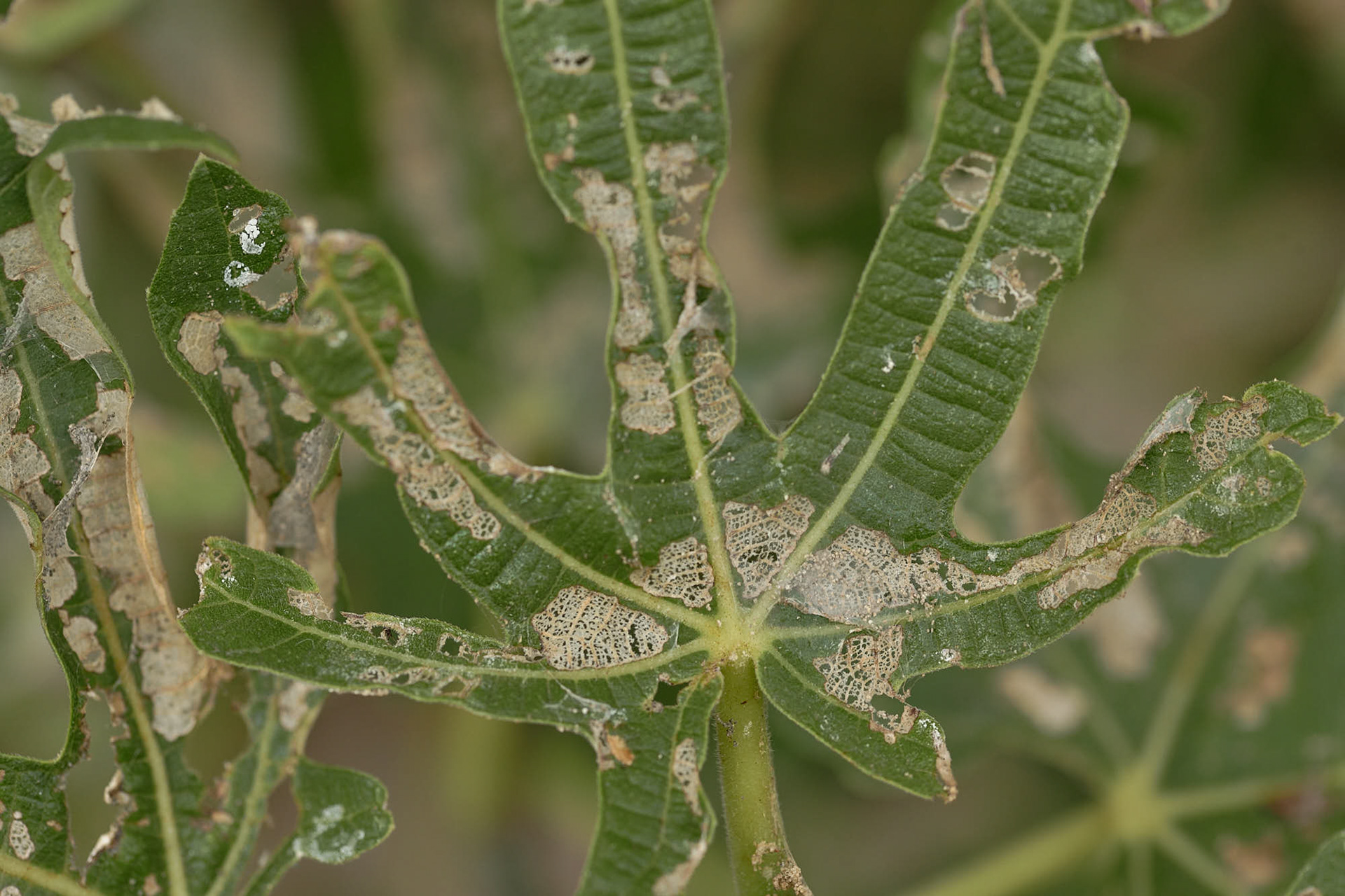 Damage caused on the fig leaves by the moth Fig-leaf Skeletoniser