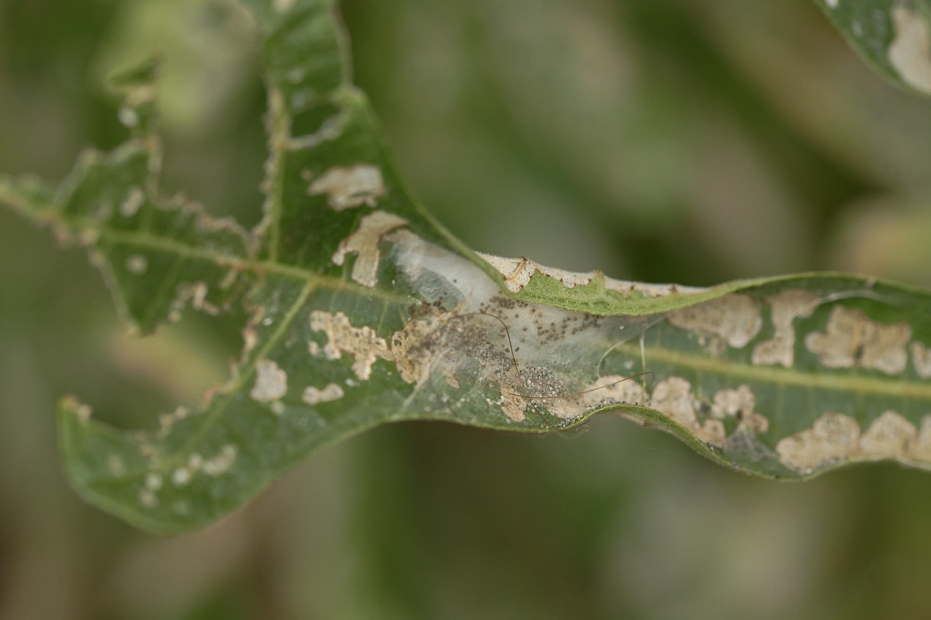 Damage caused on the fig leaves by the moth  Fig-leaf Skeletoniser