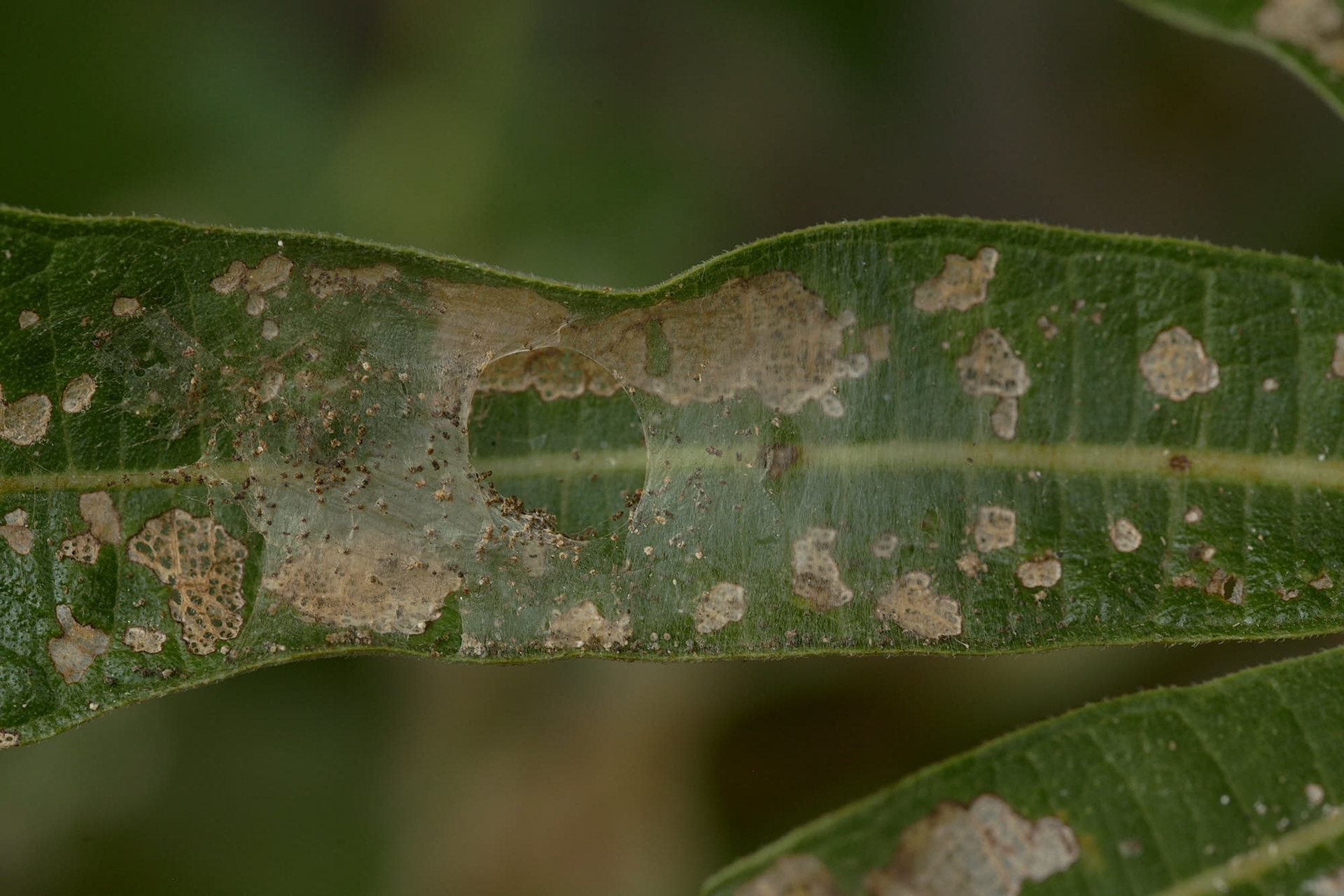 Moth caterpillar has emerged.