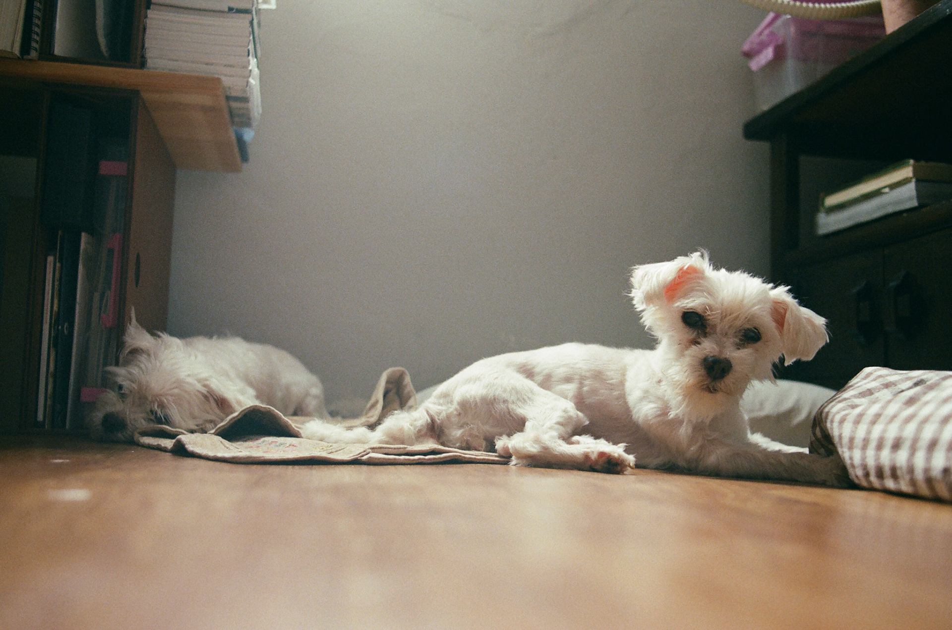 별이와 빨코 by EZJ