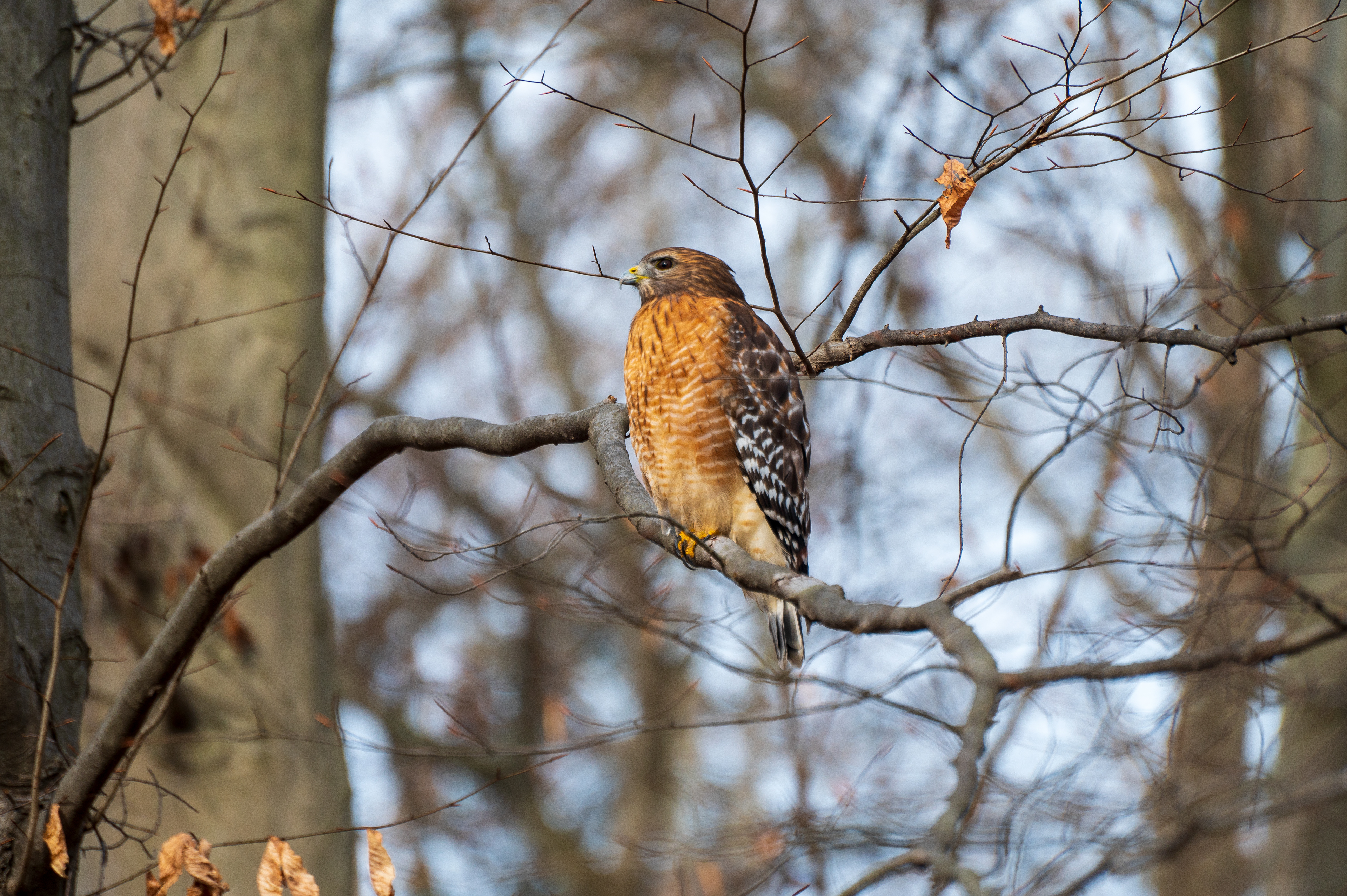 Red Shouldered Hawk, raptors, bird of prey, hawk