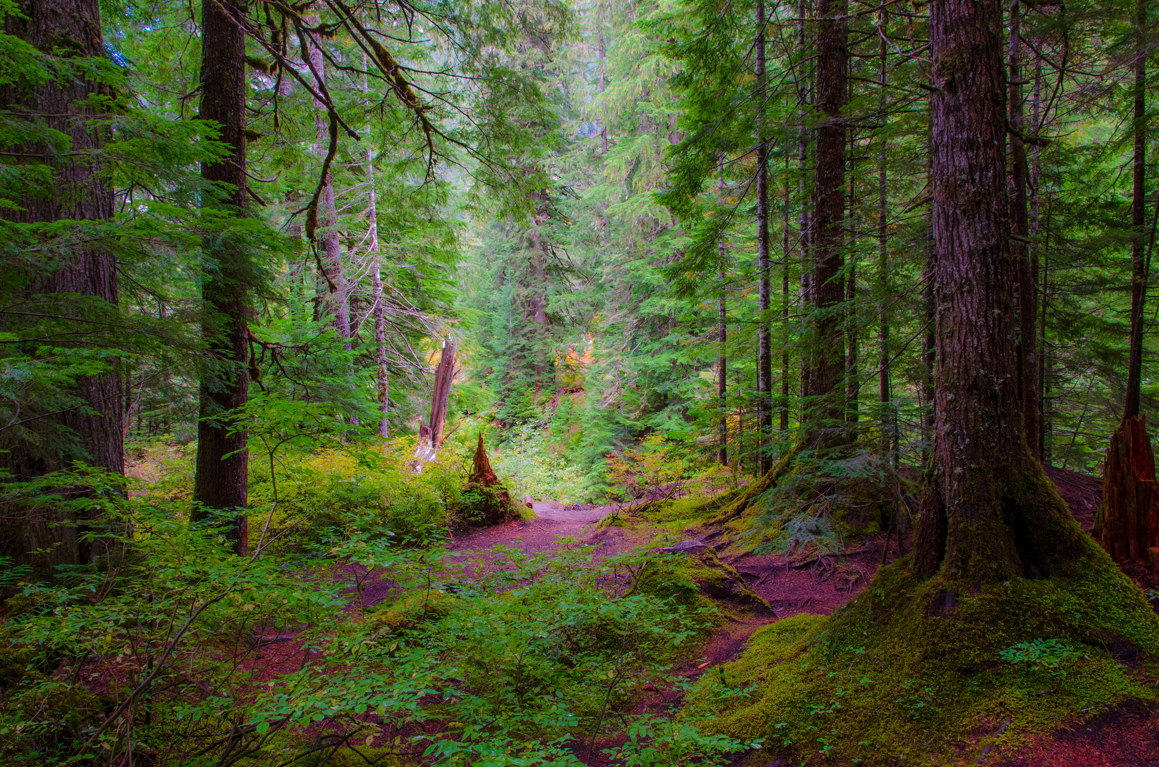 Stillaquamish River, Granite Falls, Cascades, washington, rain forest