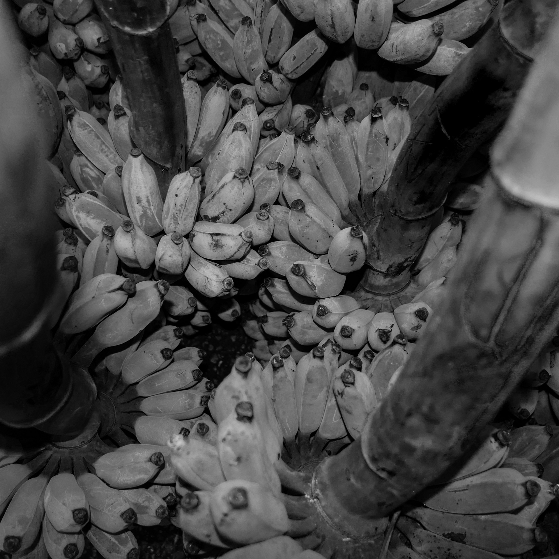 From a Monkey's Dream