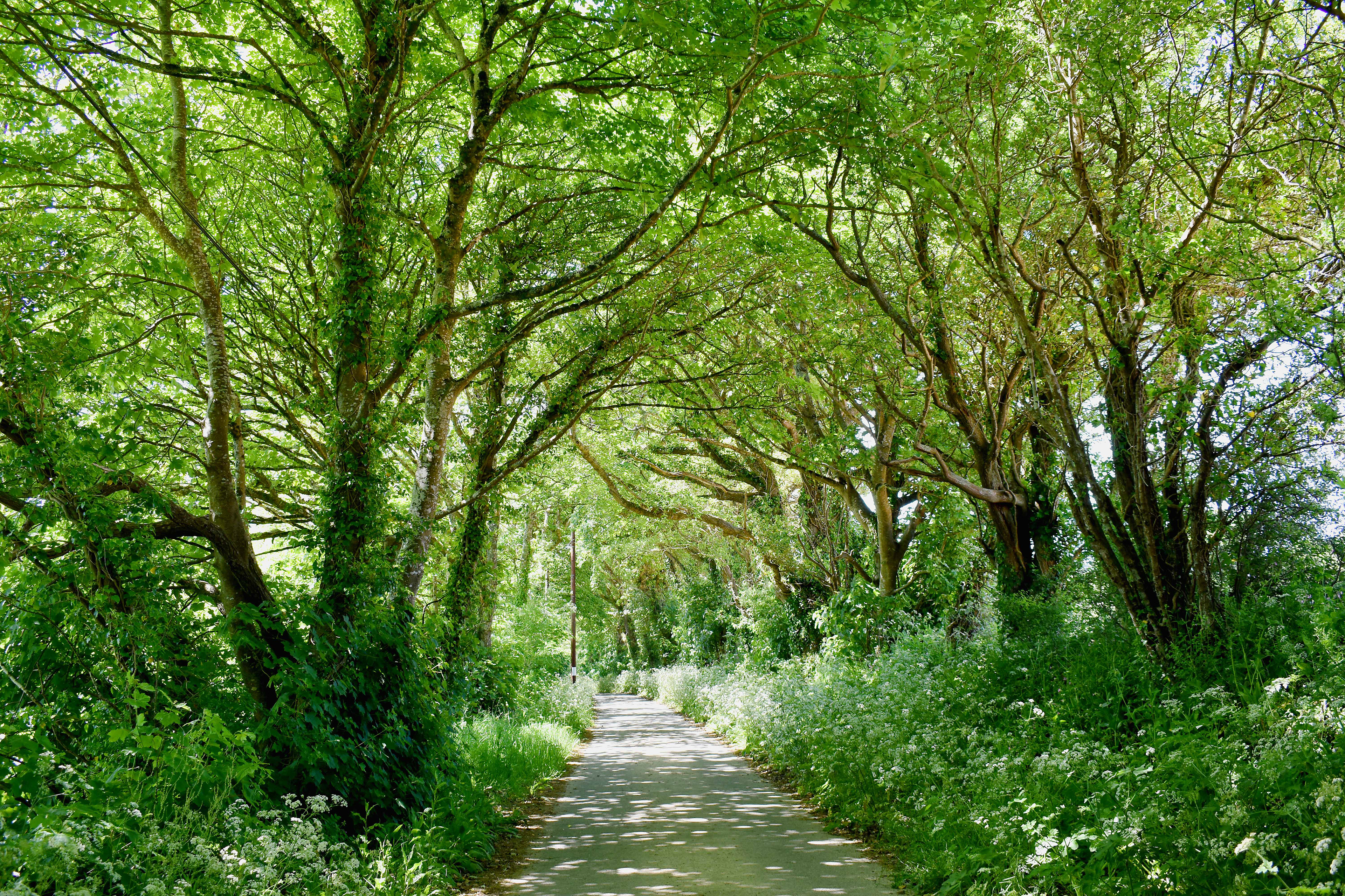 Tree Tunnel near Gweek, Cornwall