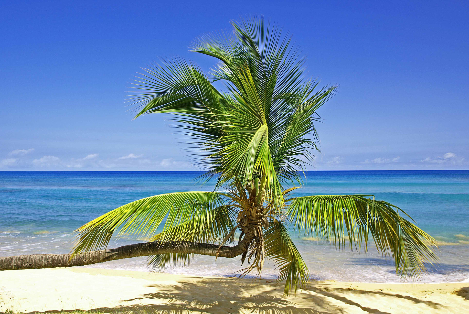 Palm Tree