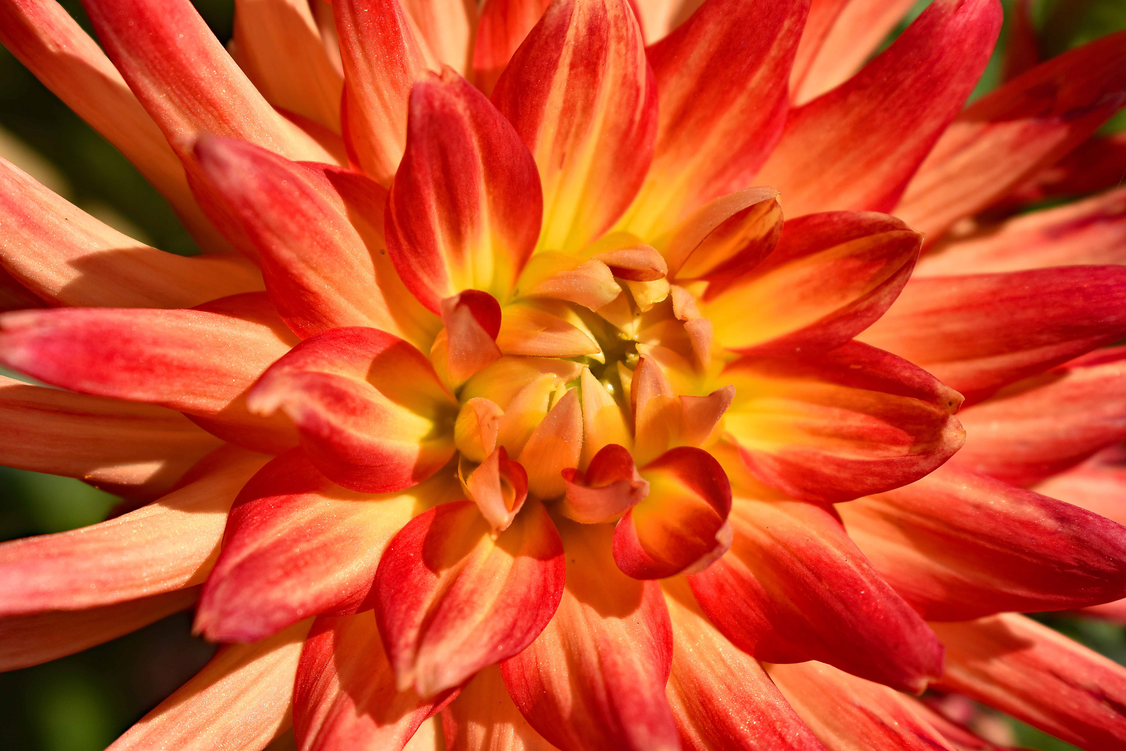 Dahlia