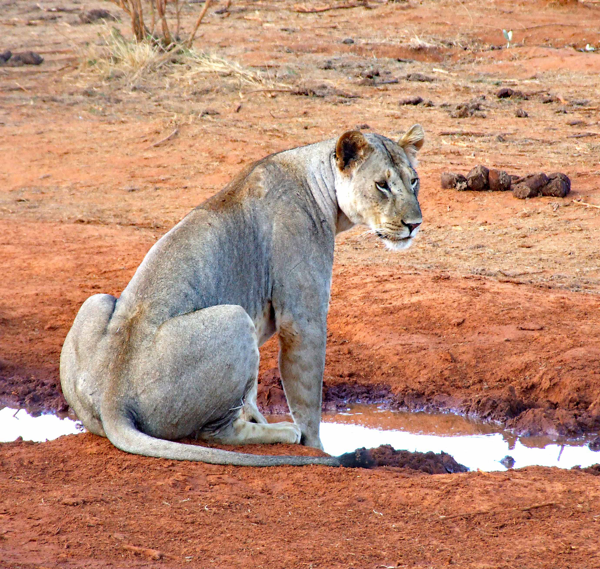 Thirsty Lioness