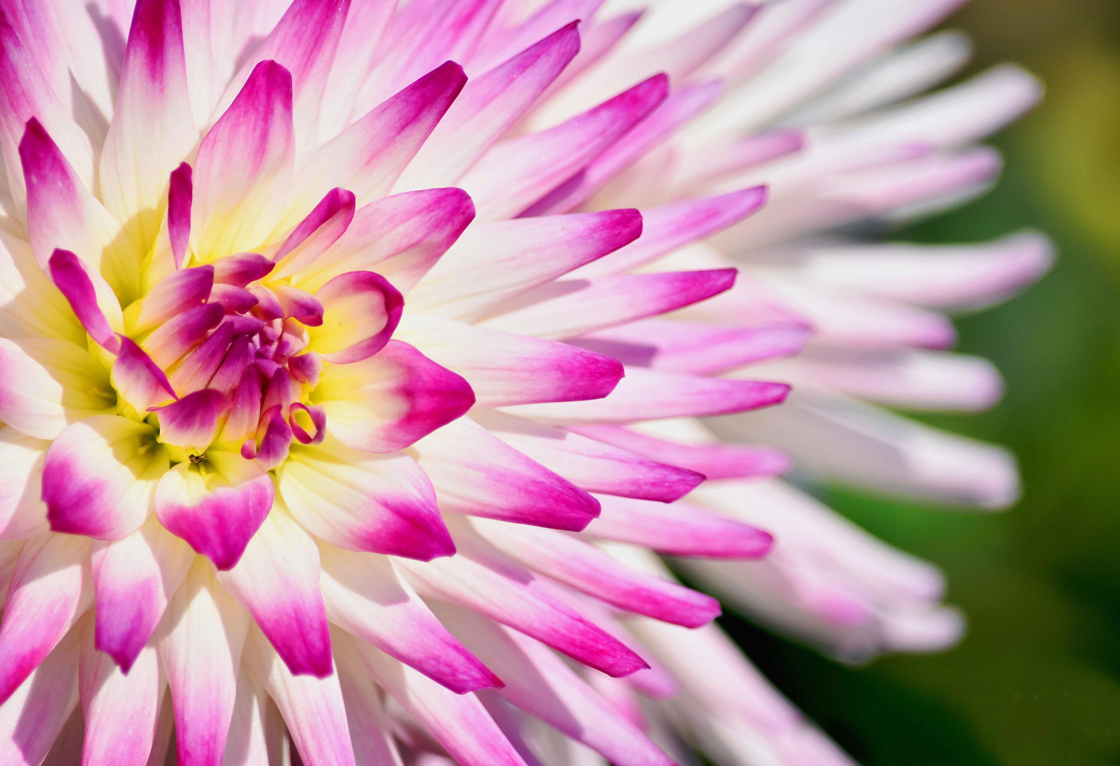 Dahlia