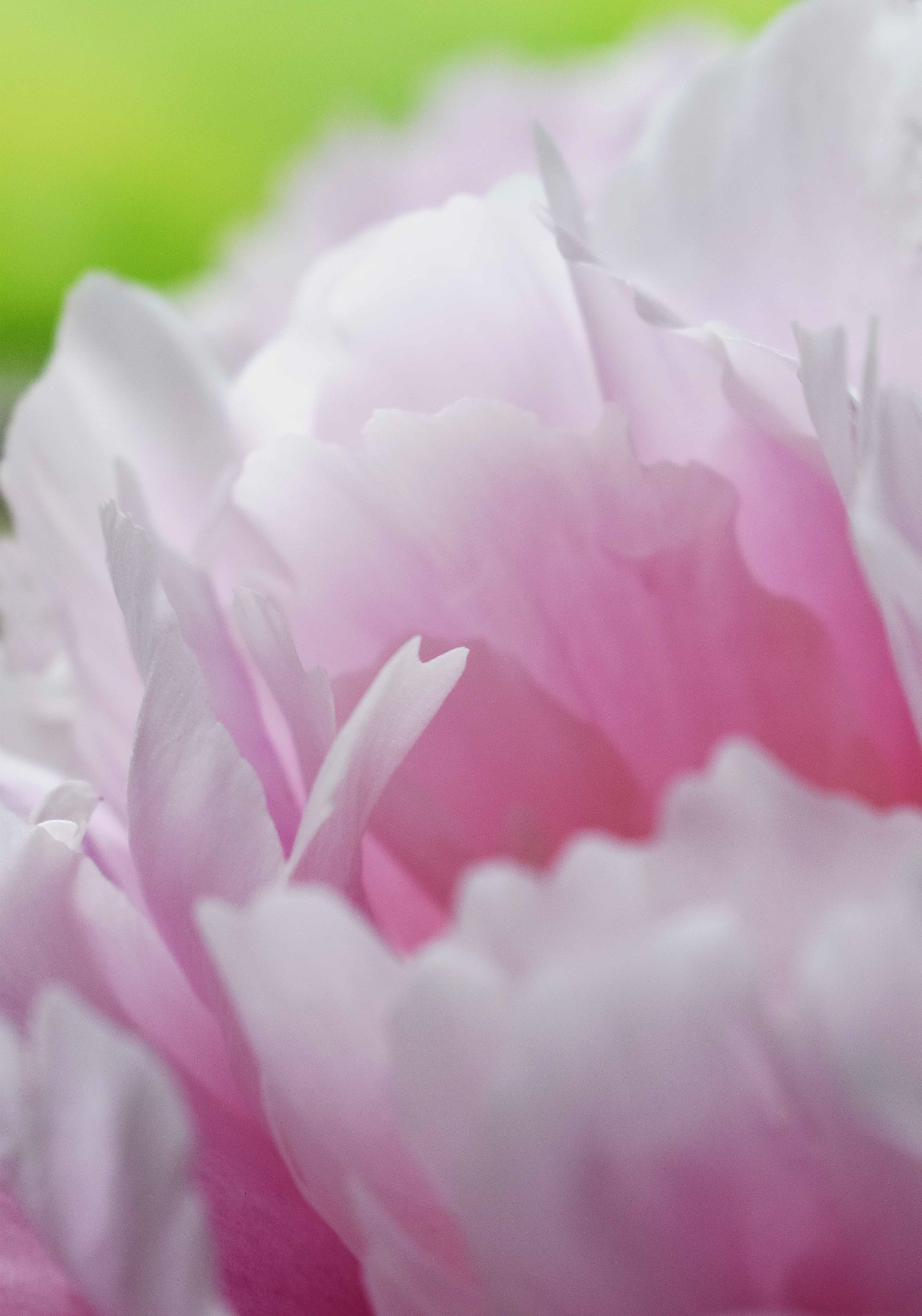 Peony