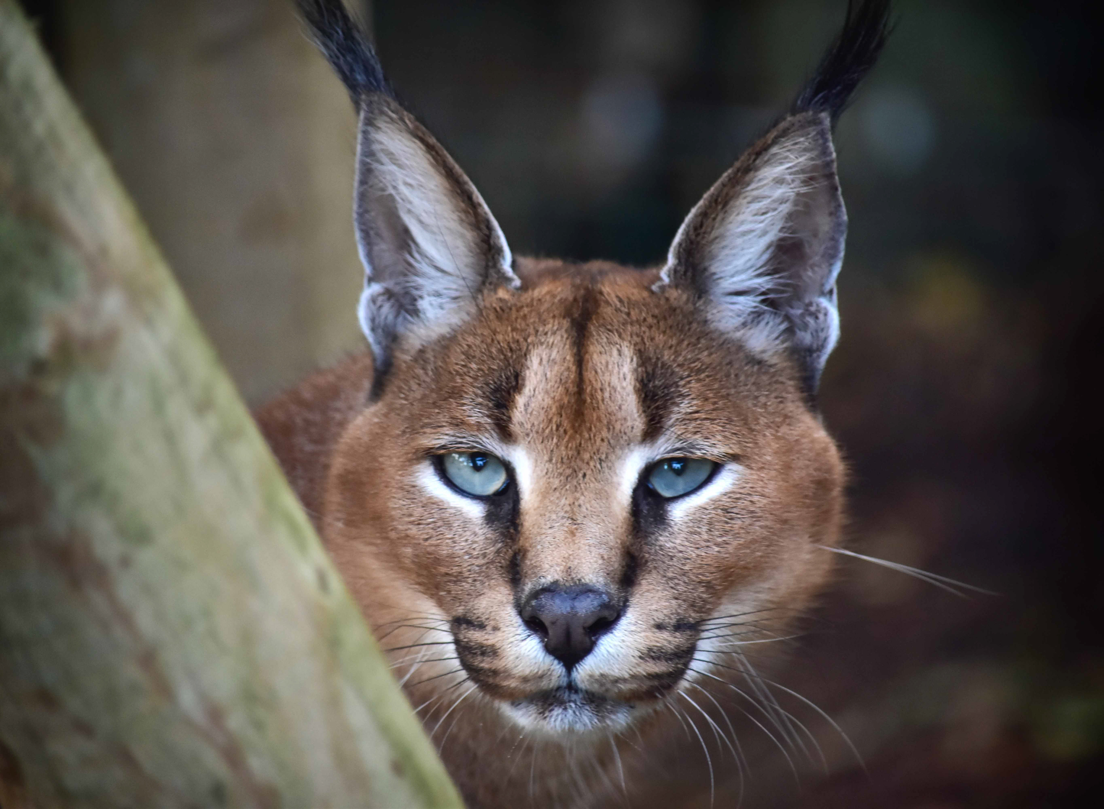 Caracal, Big Cat Sanctuary