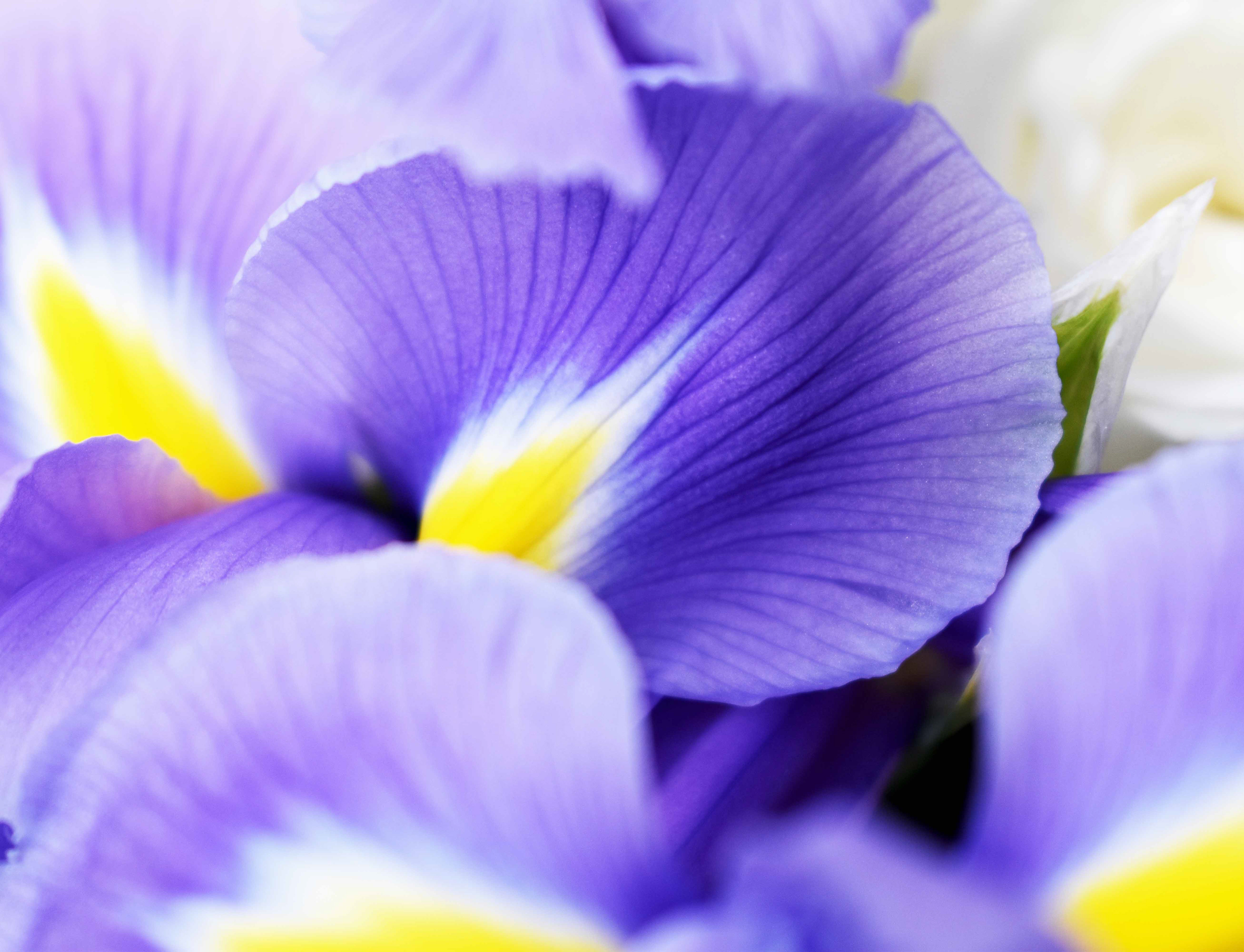 Iris