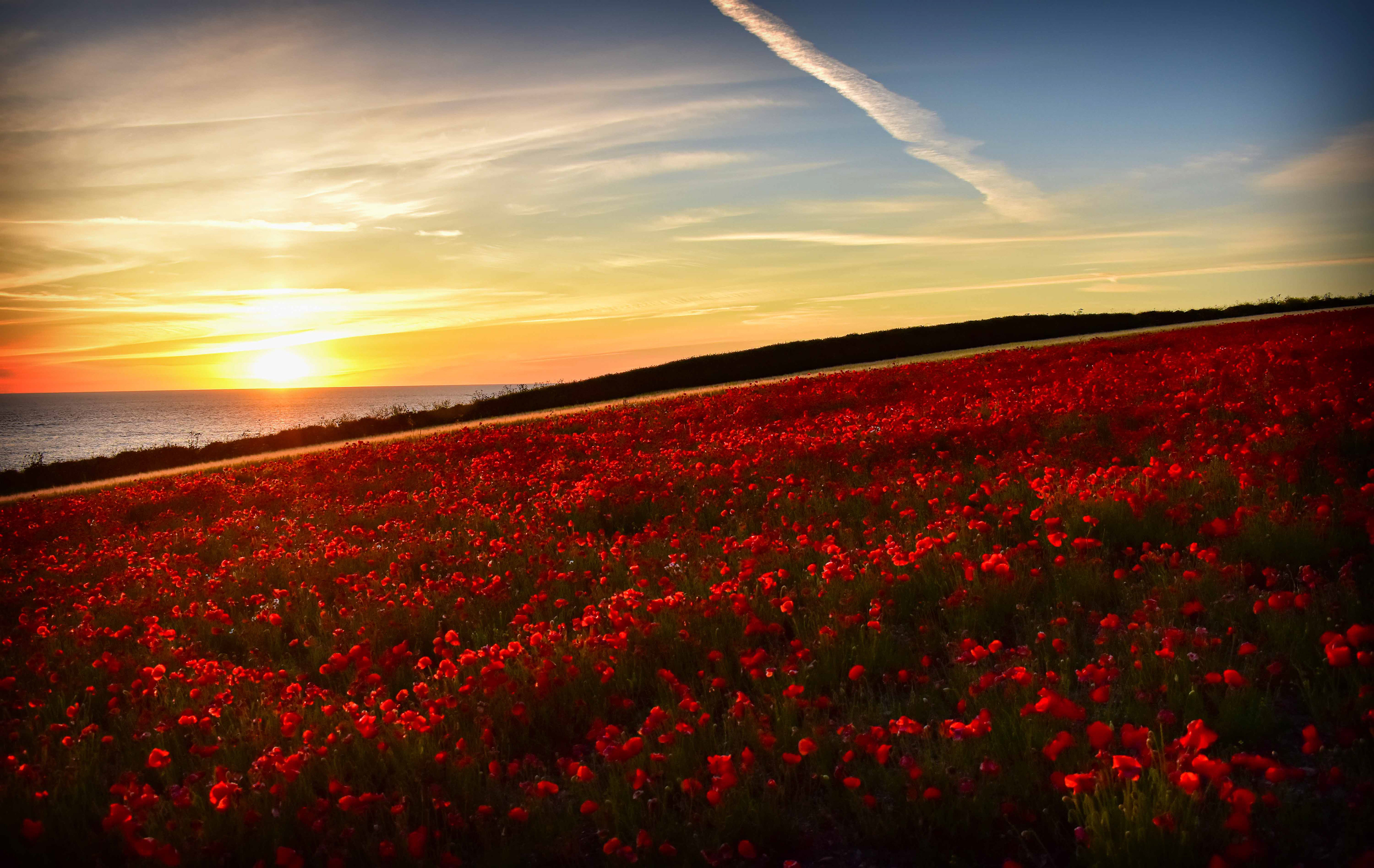 Pentire Poppies