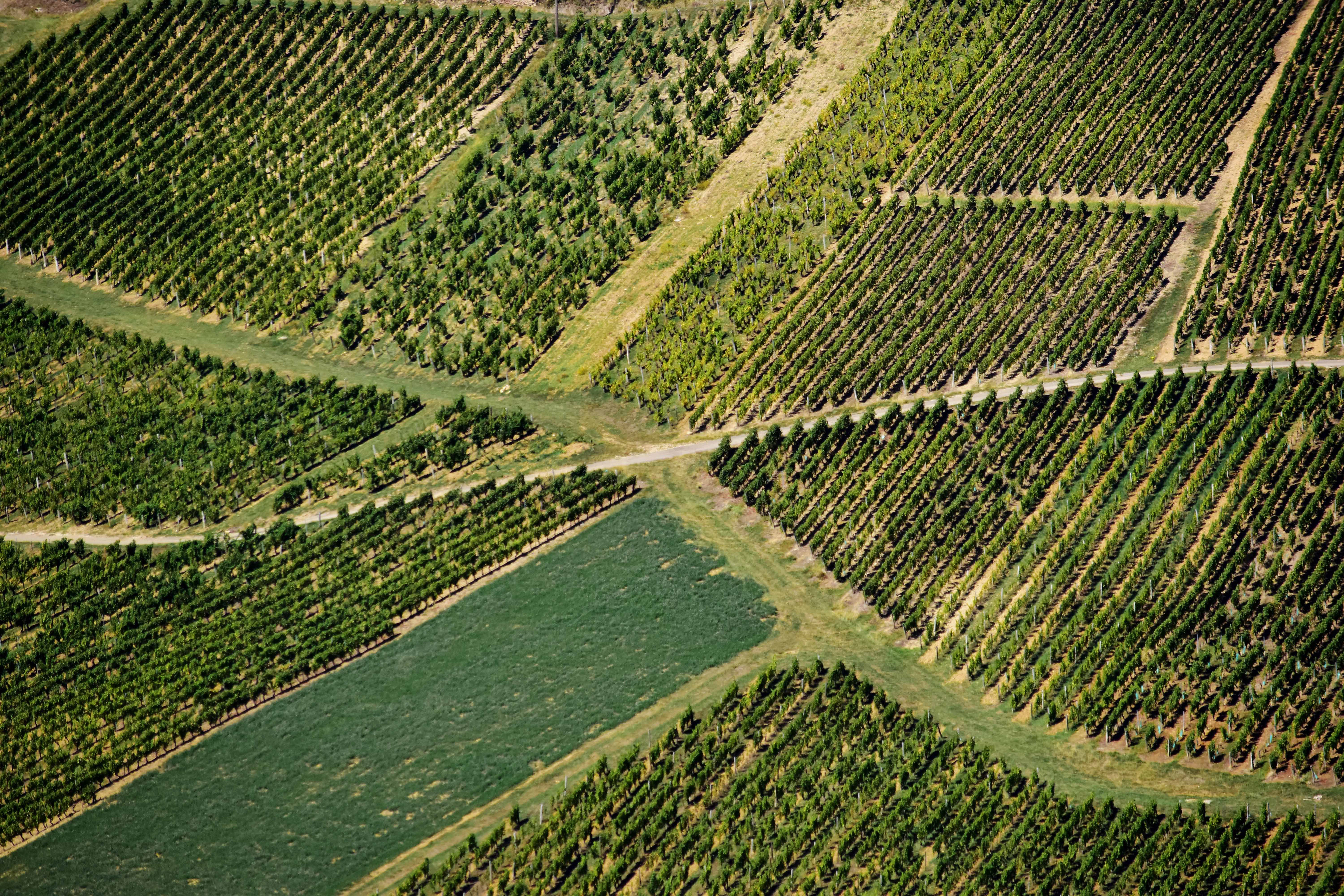 Jura vineyards, France