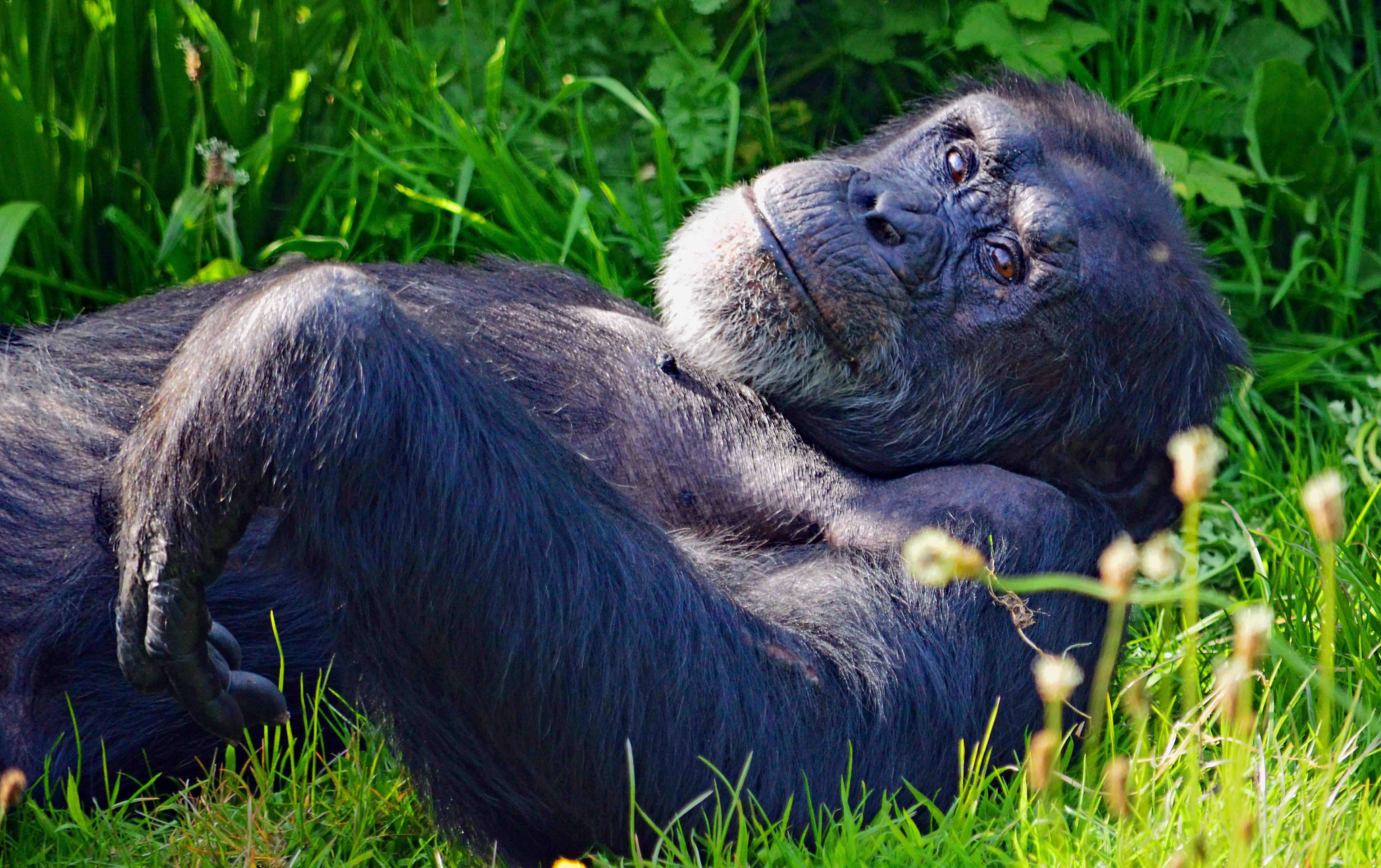 Chillin' Chimp