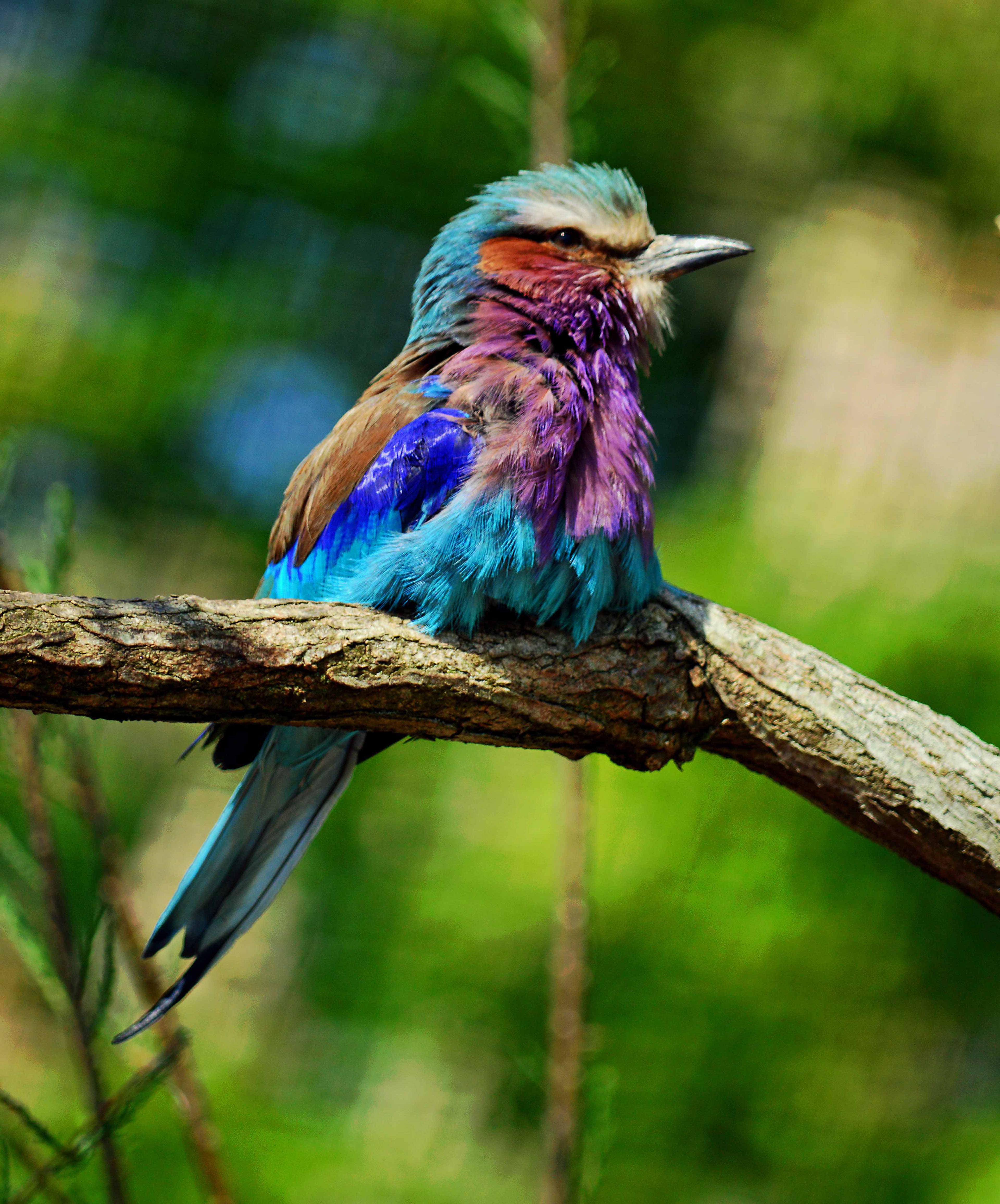 Lilac Breasted Roller