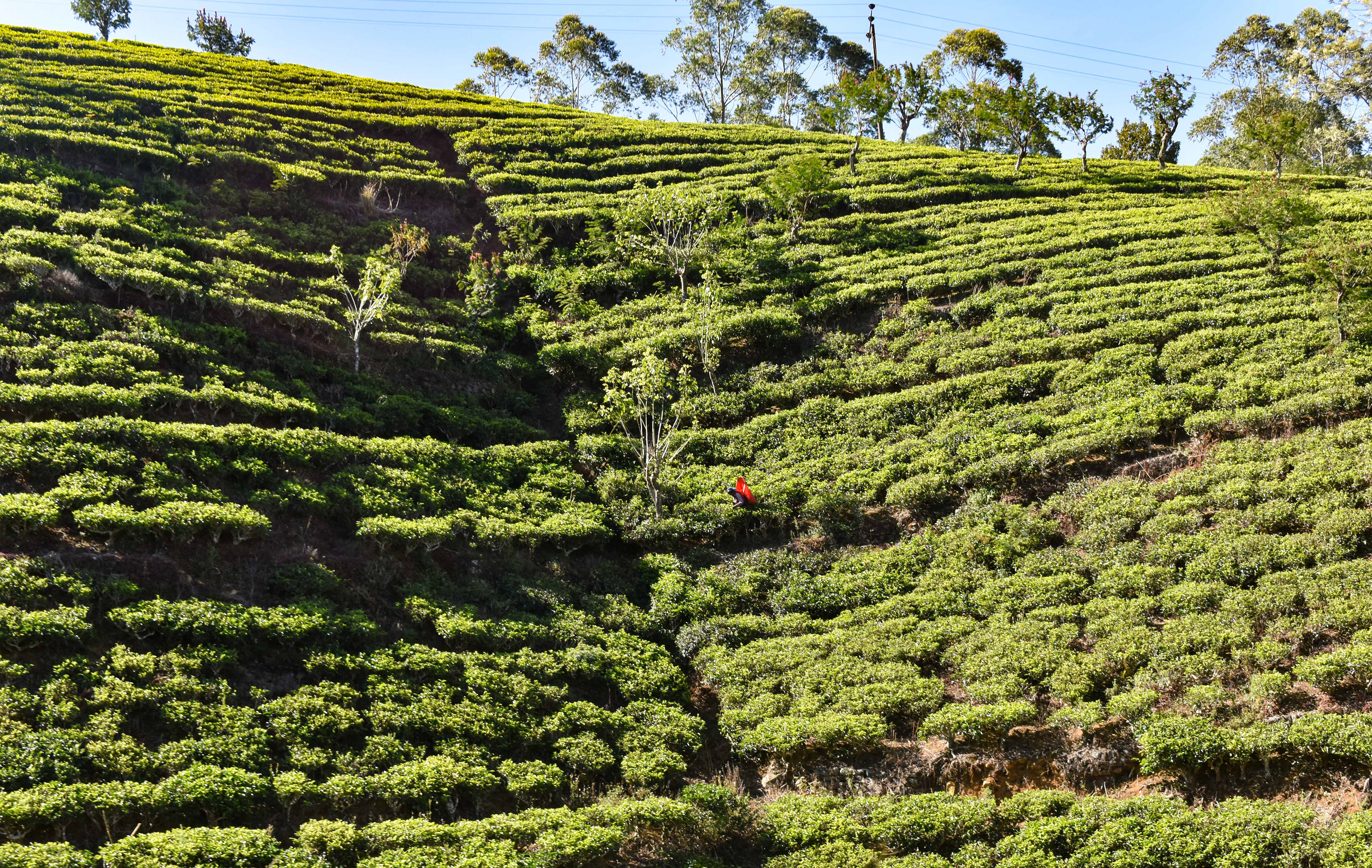 We passed tea plantations a plenty and saw lots of people picking the leaves in the early morning...