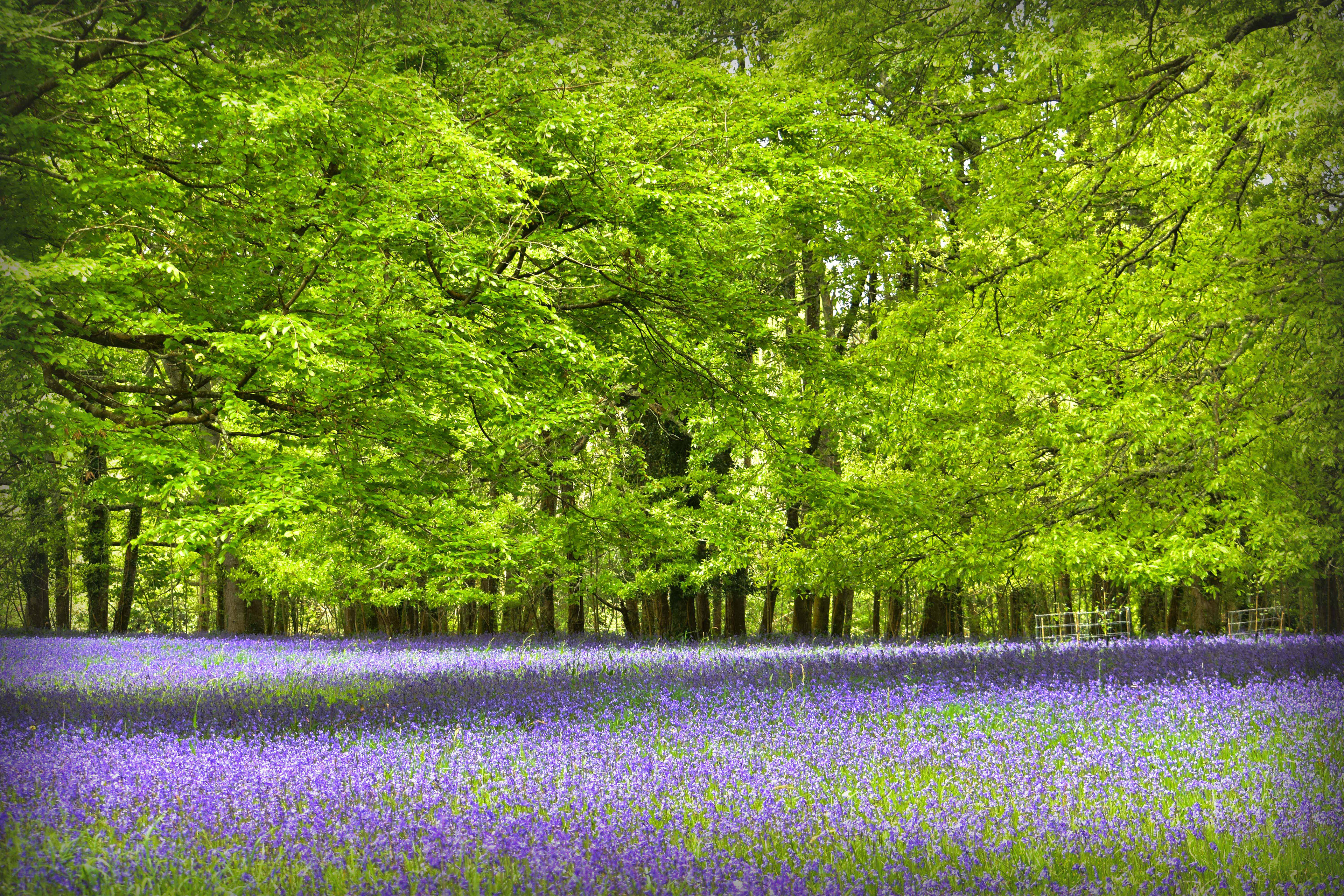 Enys Gardens