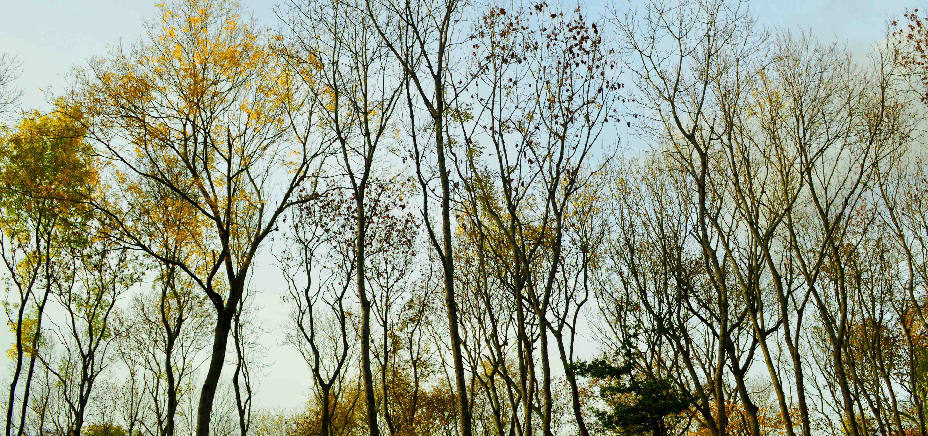 Westonbirt Arboretum