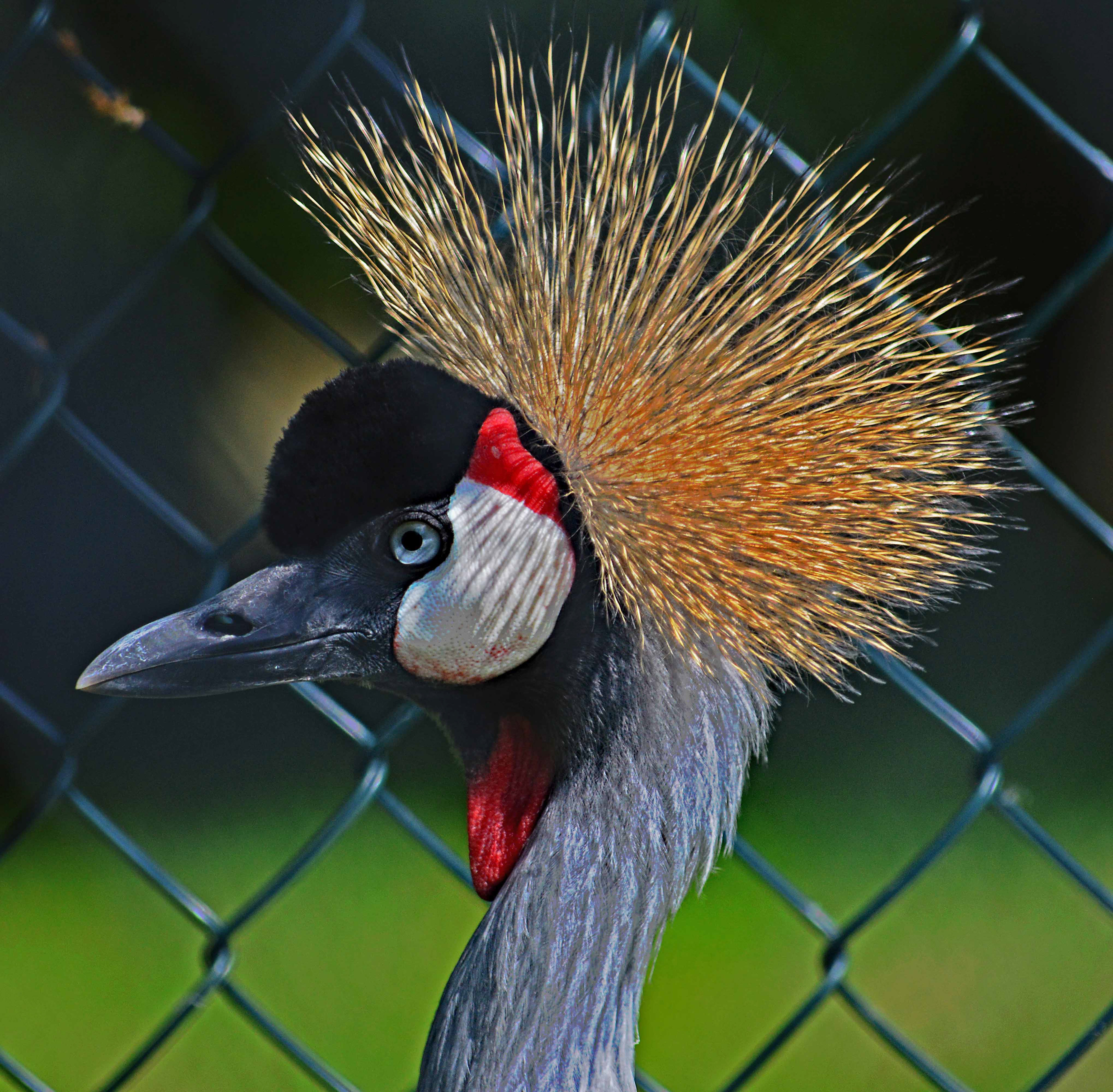 Crazy Crane