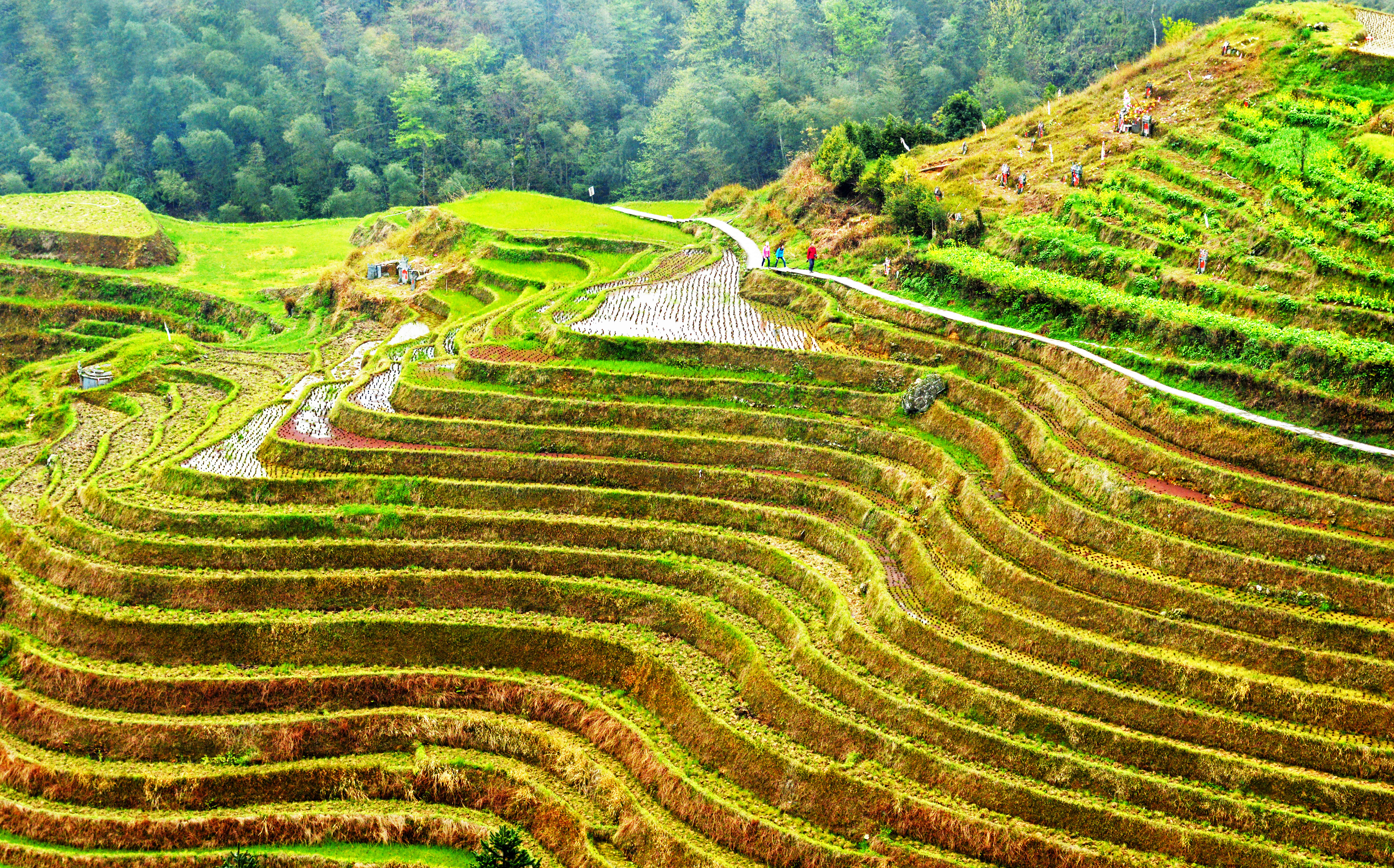 Longsheng Rice Terraces, Longji, China