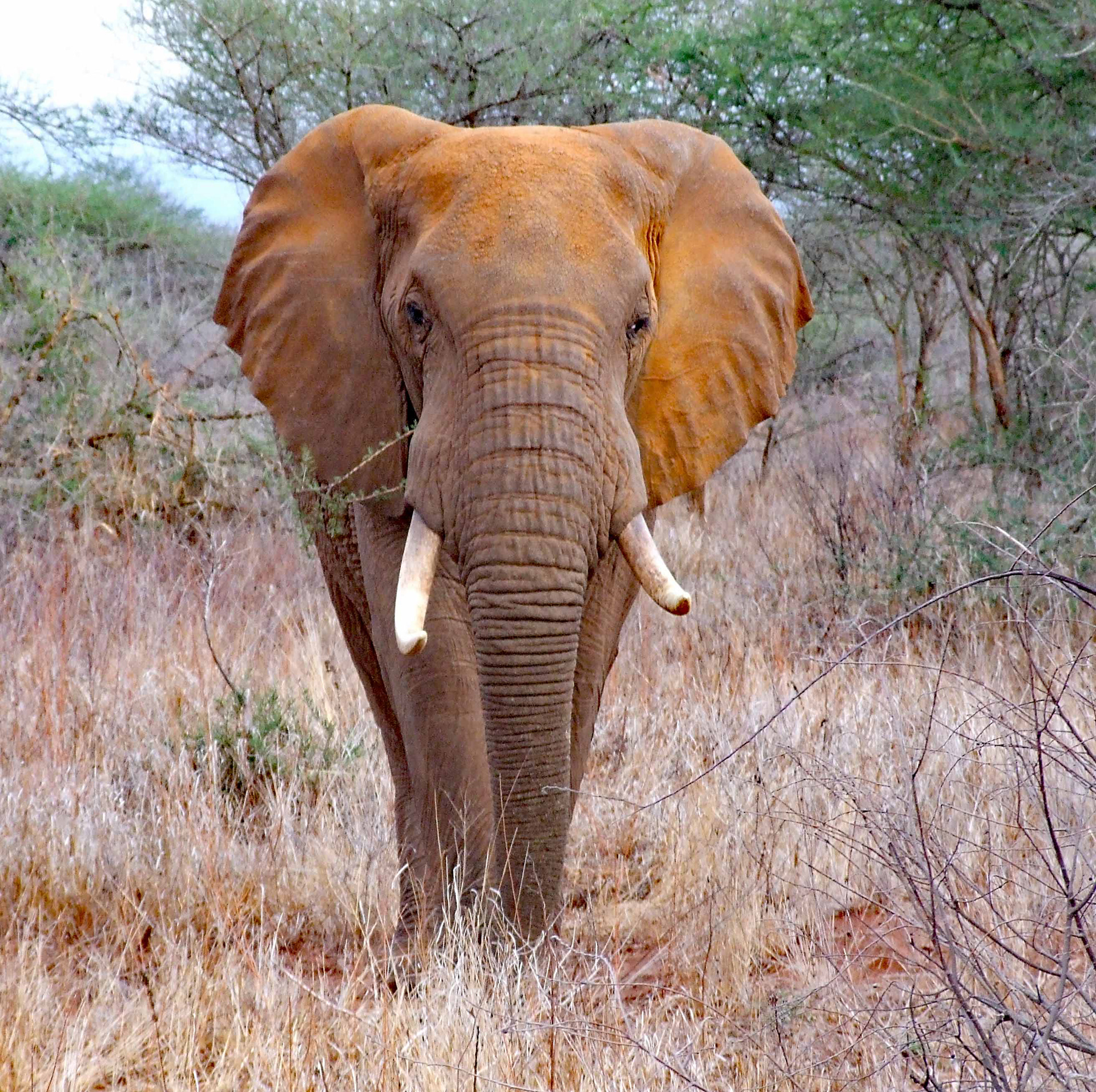 Dusty Elephant