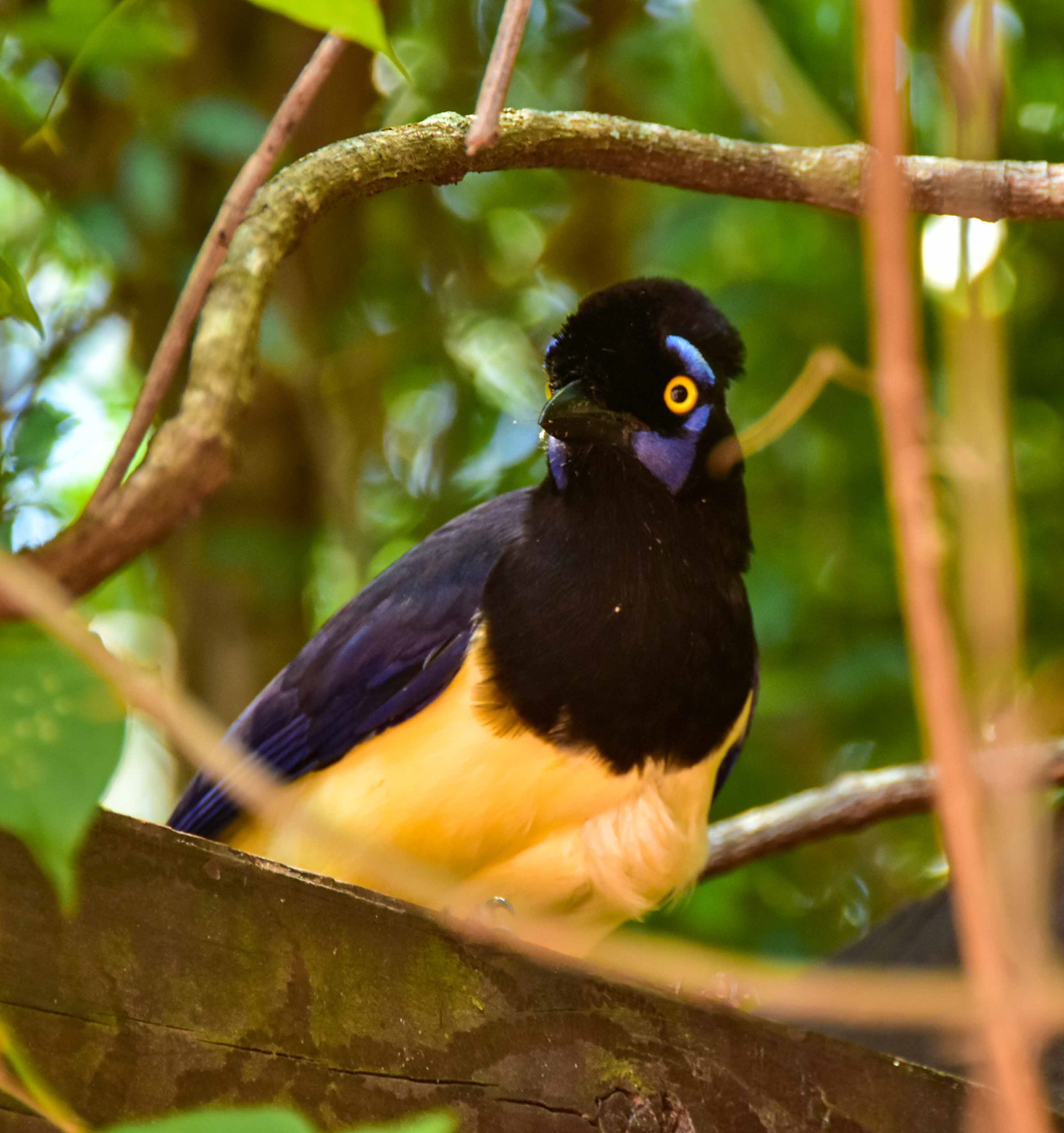 Golden Eyed Jay, Iguazu Falls, Brazil