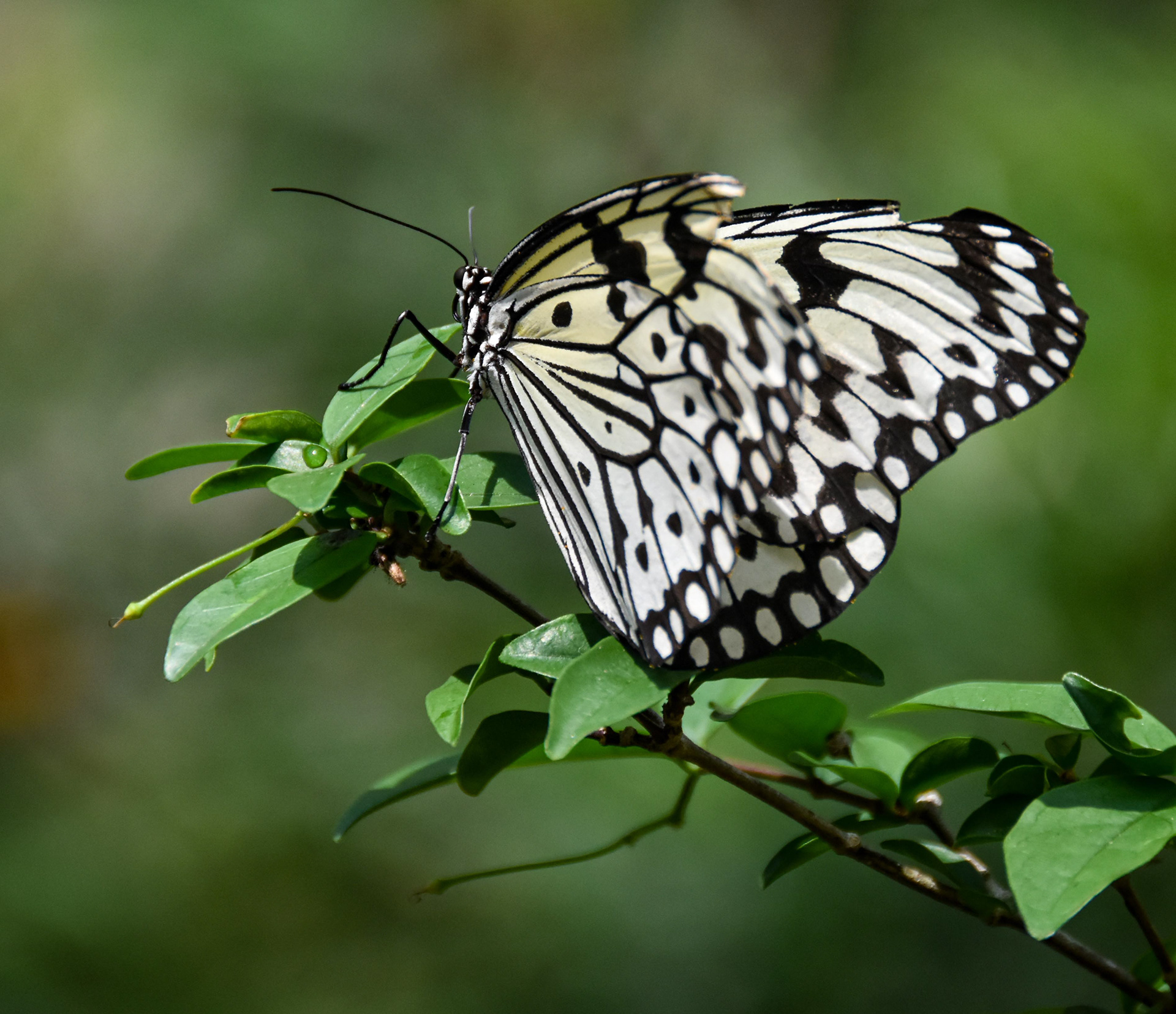 Penang Butterfly World, Malaysia