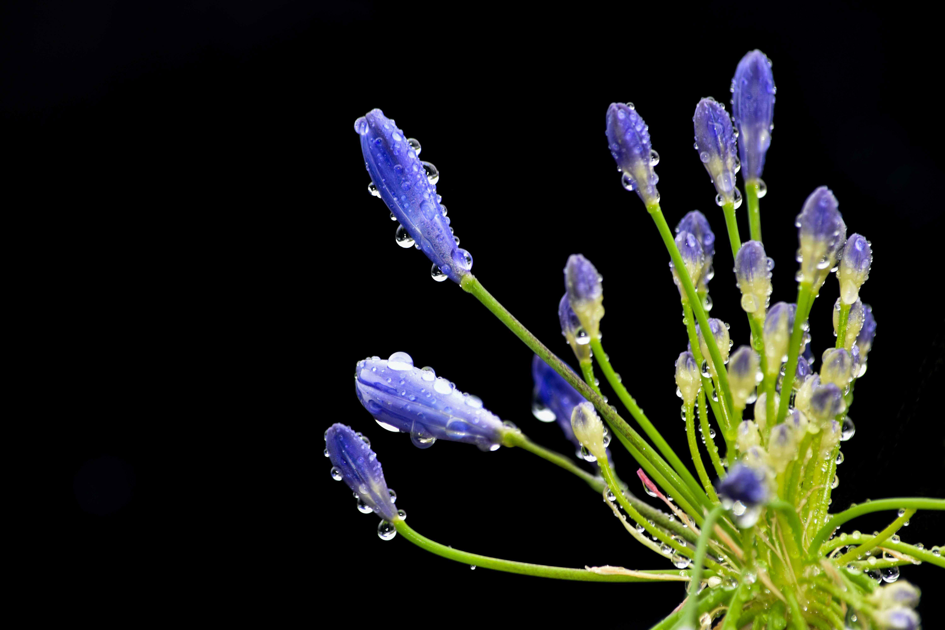 Agapanthus