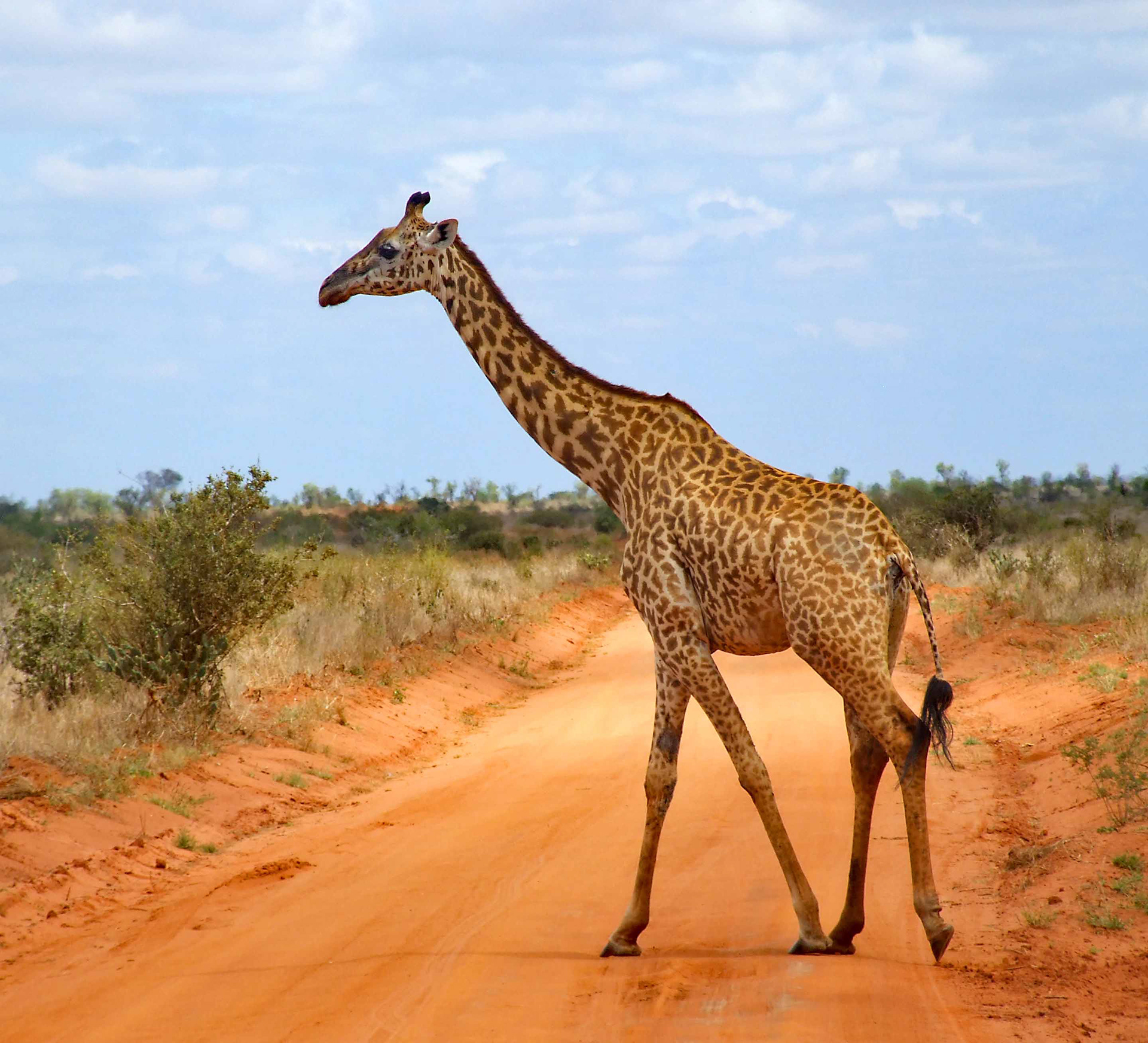 Giraffe crossing
