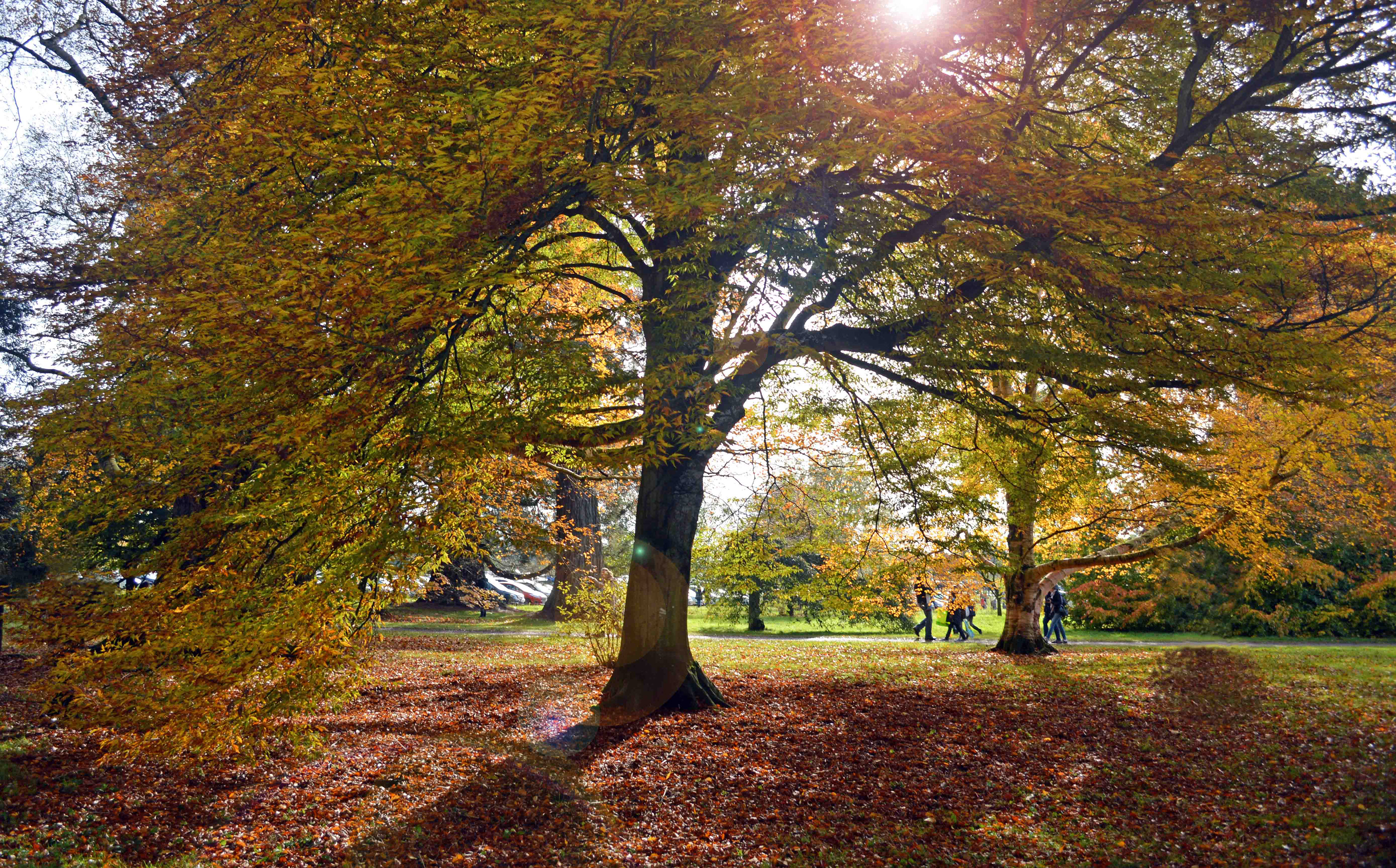 Westonbirt Arboretum