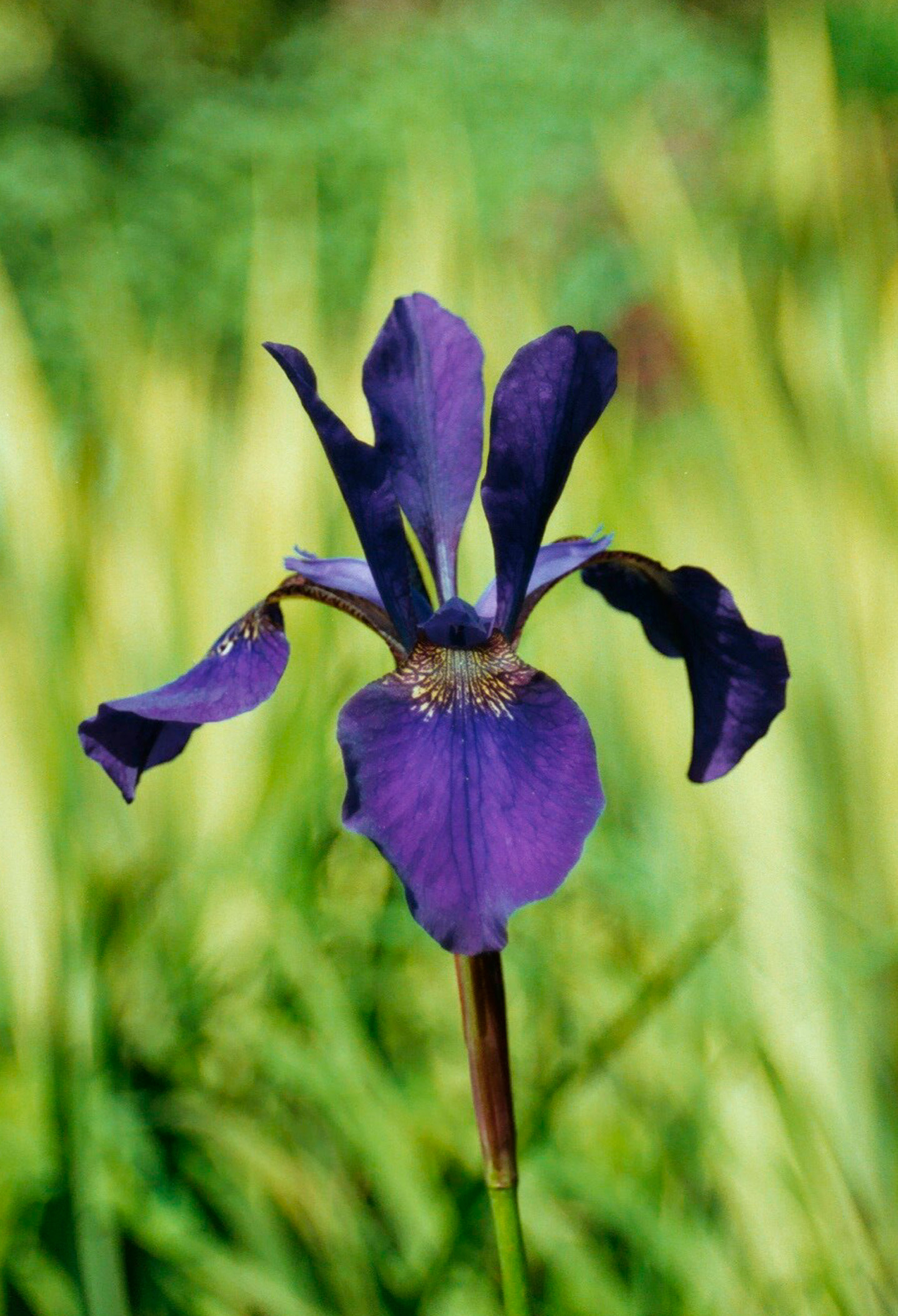 Iris