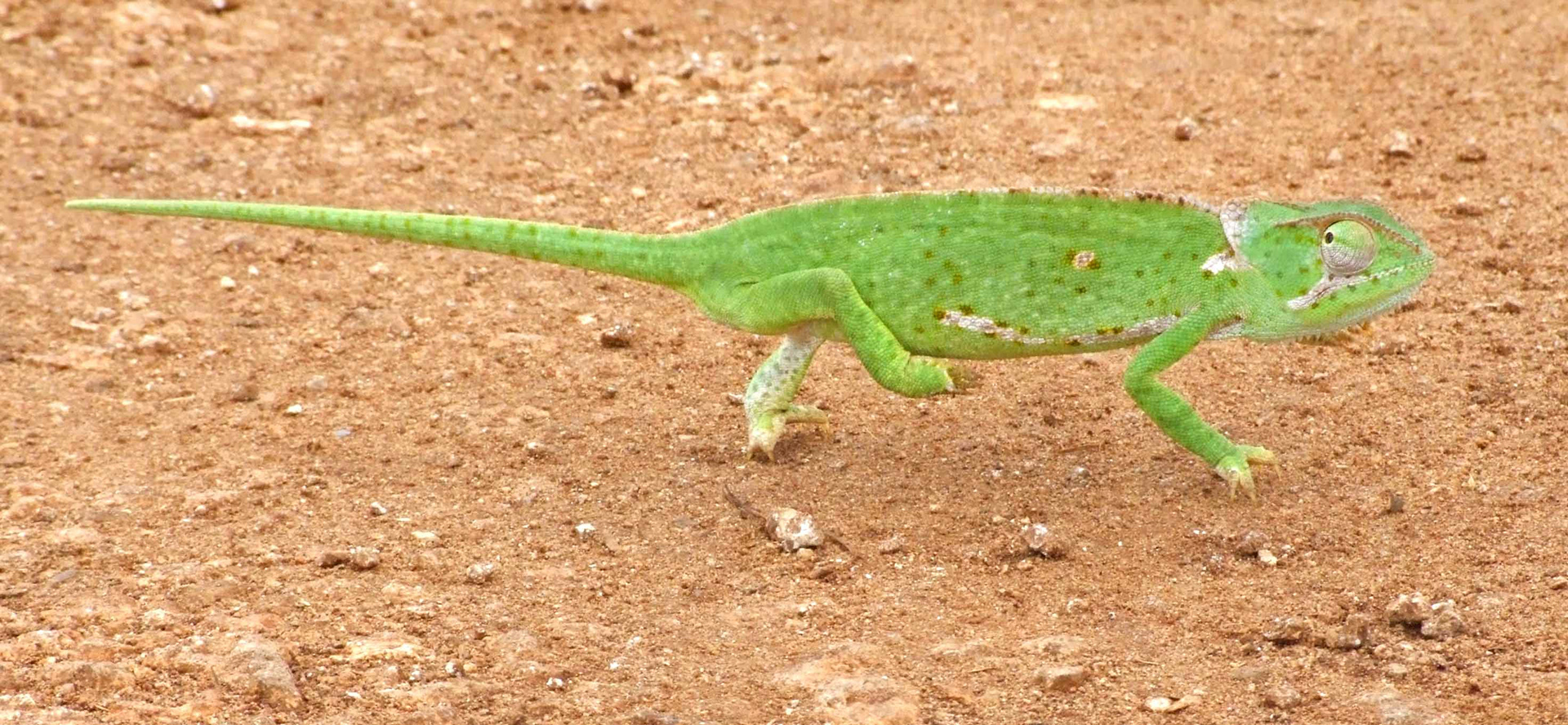 Karma Chameleon
