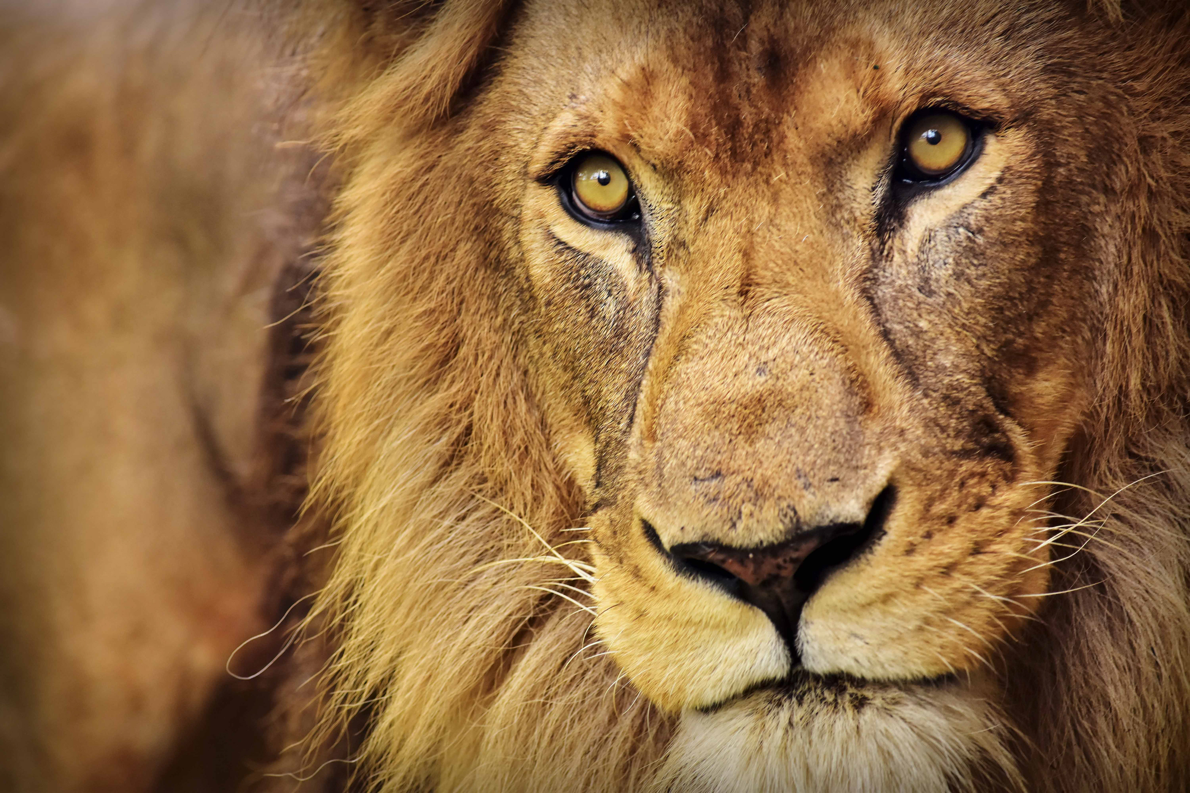 The Mane Man, Big Cat Sanctuary