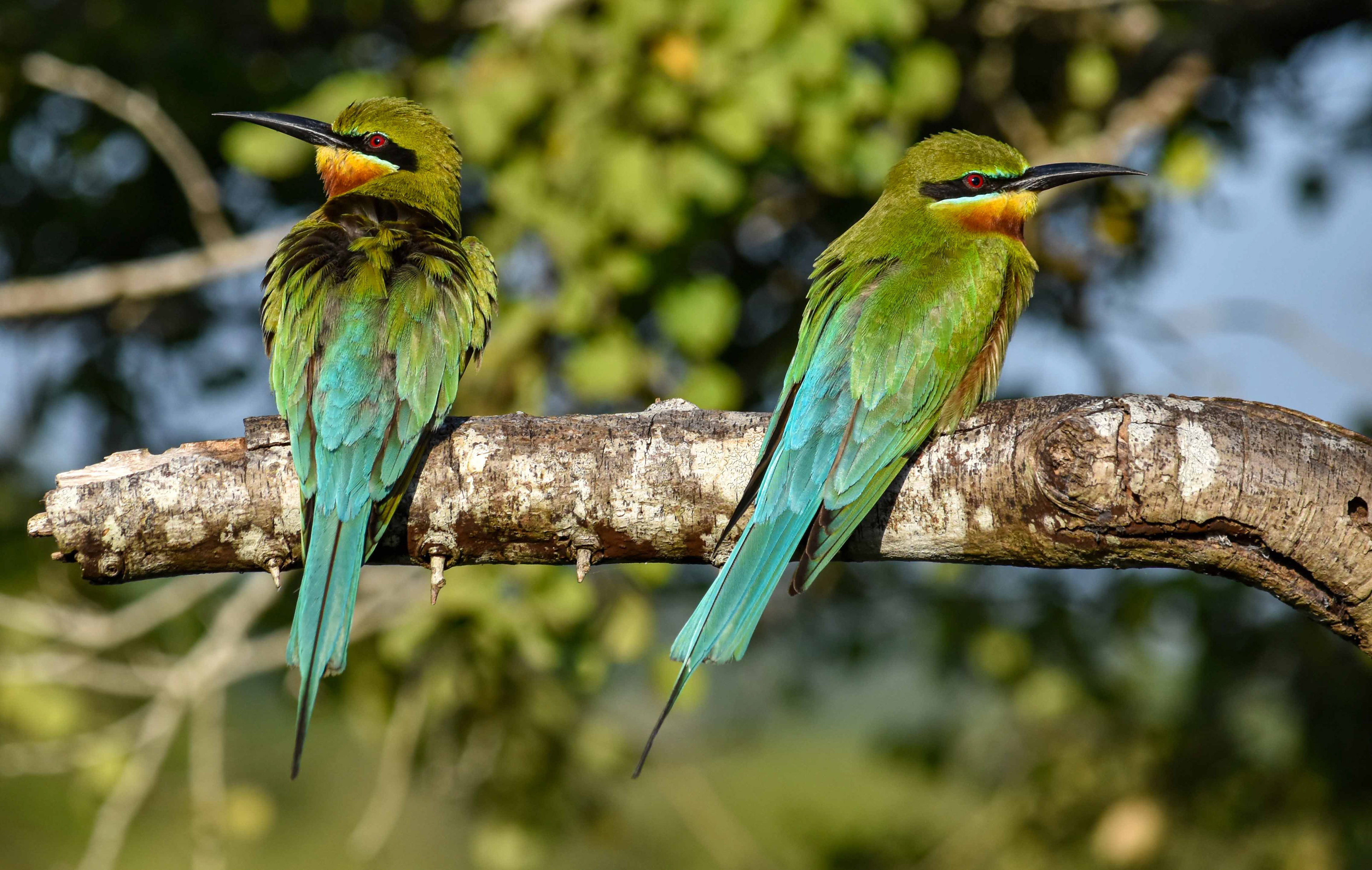 Bee eaters, Yala National Park, Sri Lanka