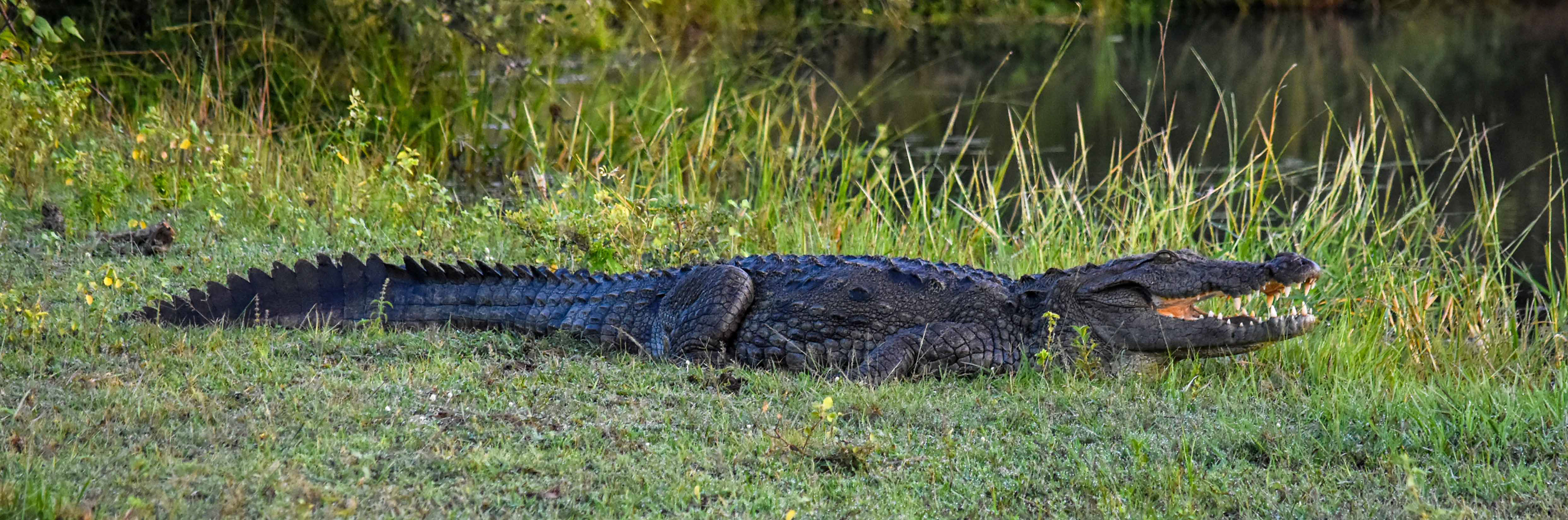 Crocodile, Yala Nationa Park, Sri Lanka