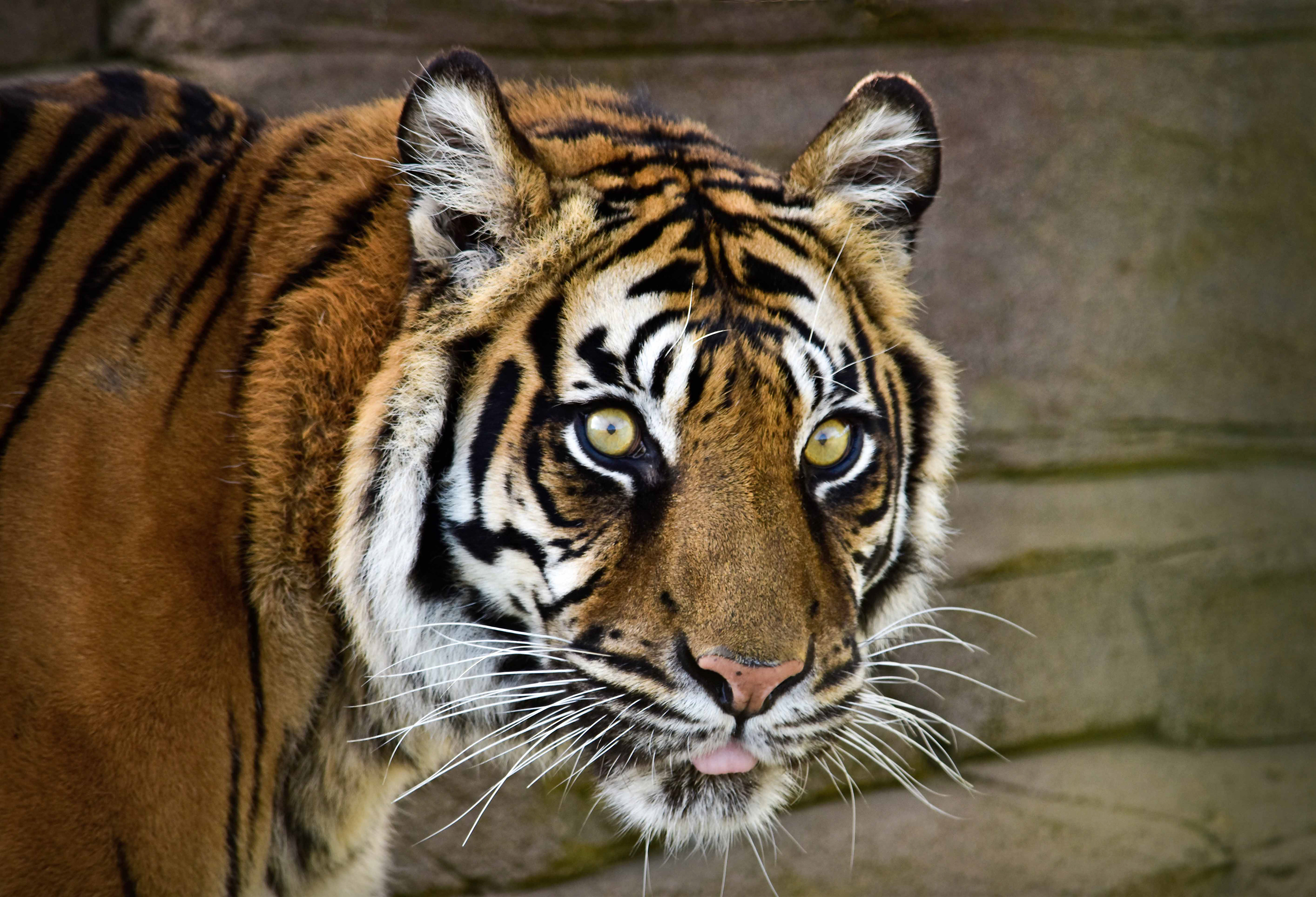 Tiger at the Big Cat Sancutary