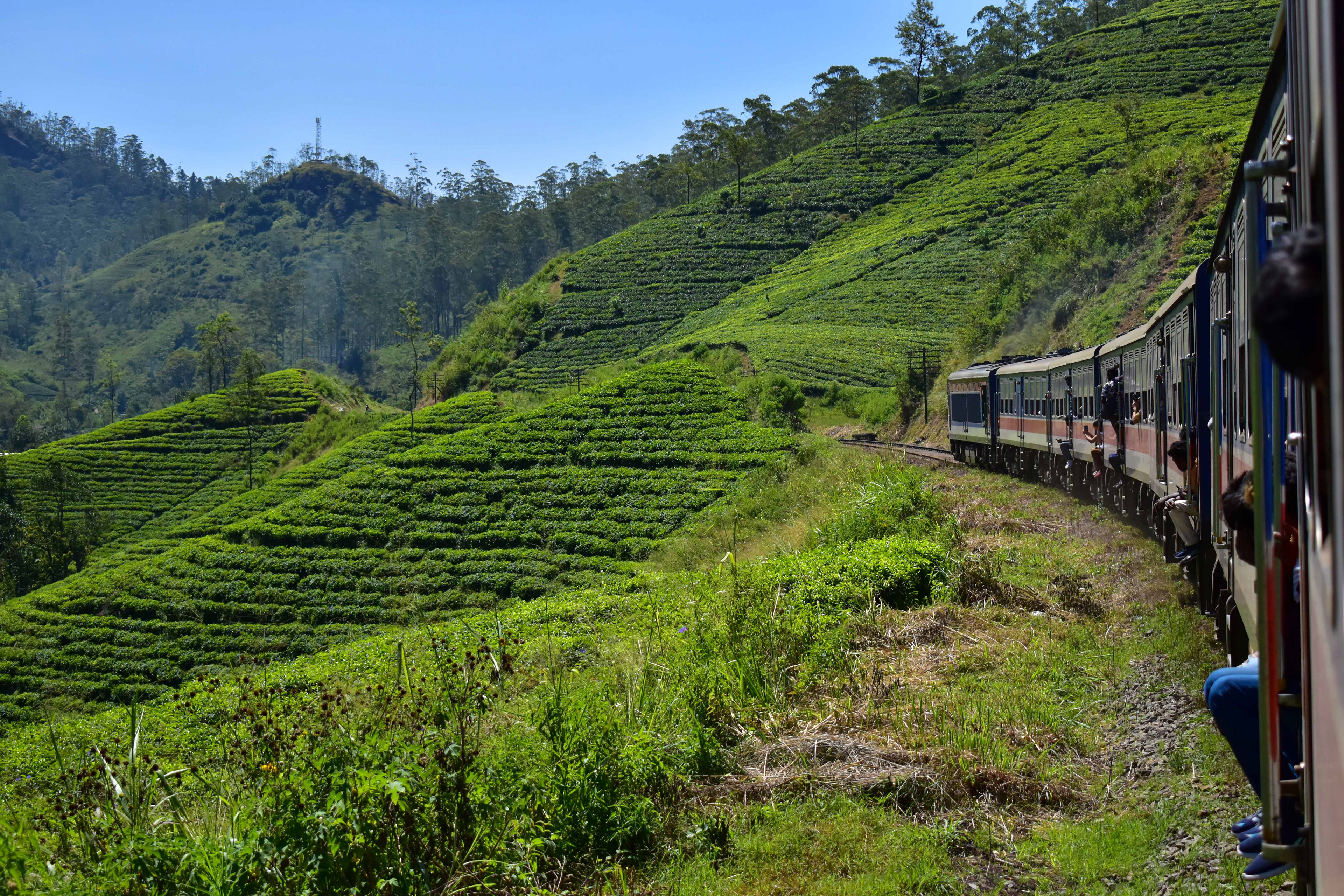 The line bisects some plantations in places